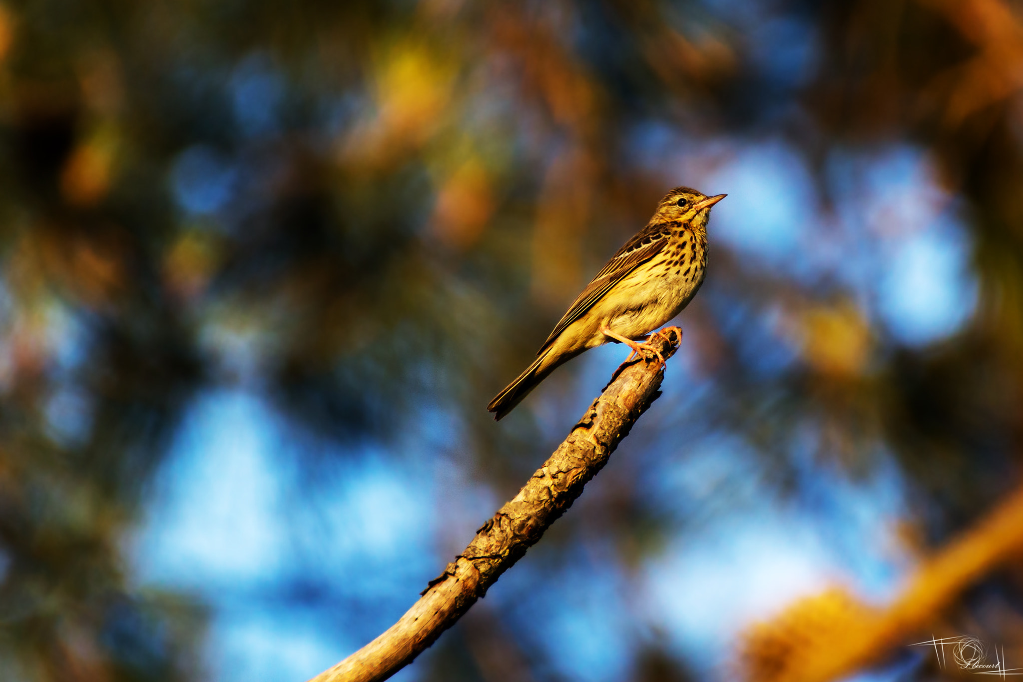 Tamron SP 35mm F1.8 Di VC USD sample photo. Bird during the sunset photography