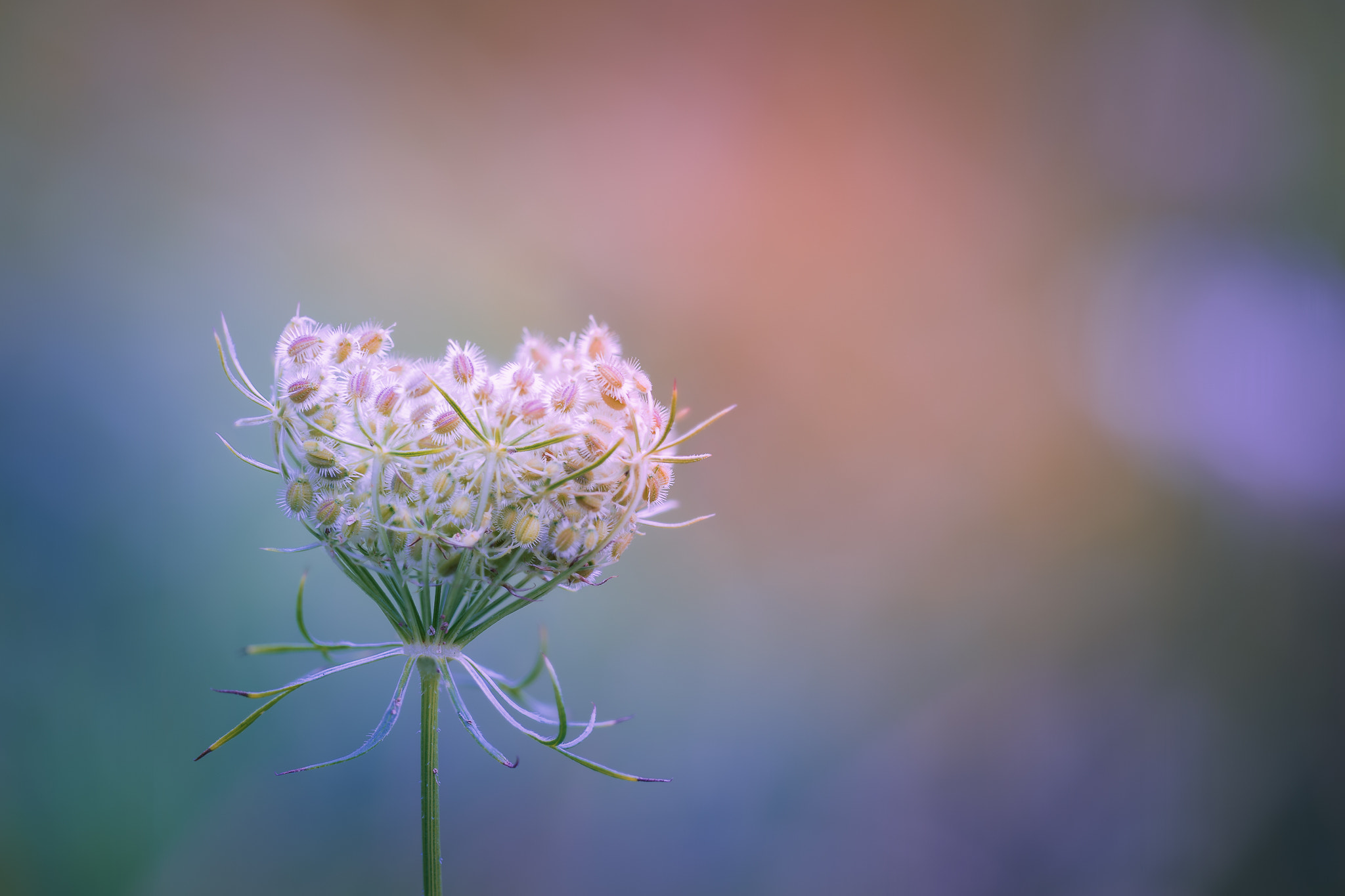 100mm F2.8 G SSM OSS sample photo. ~dreamy colours~ photography