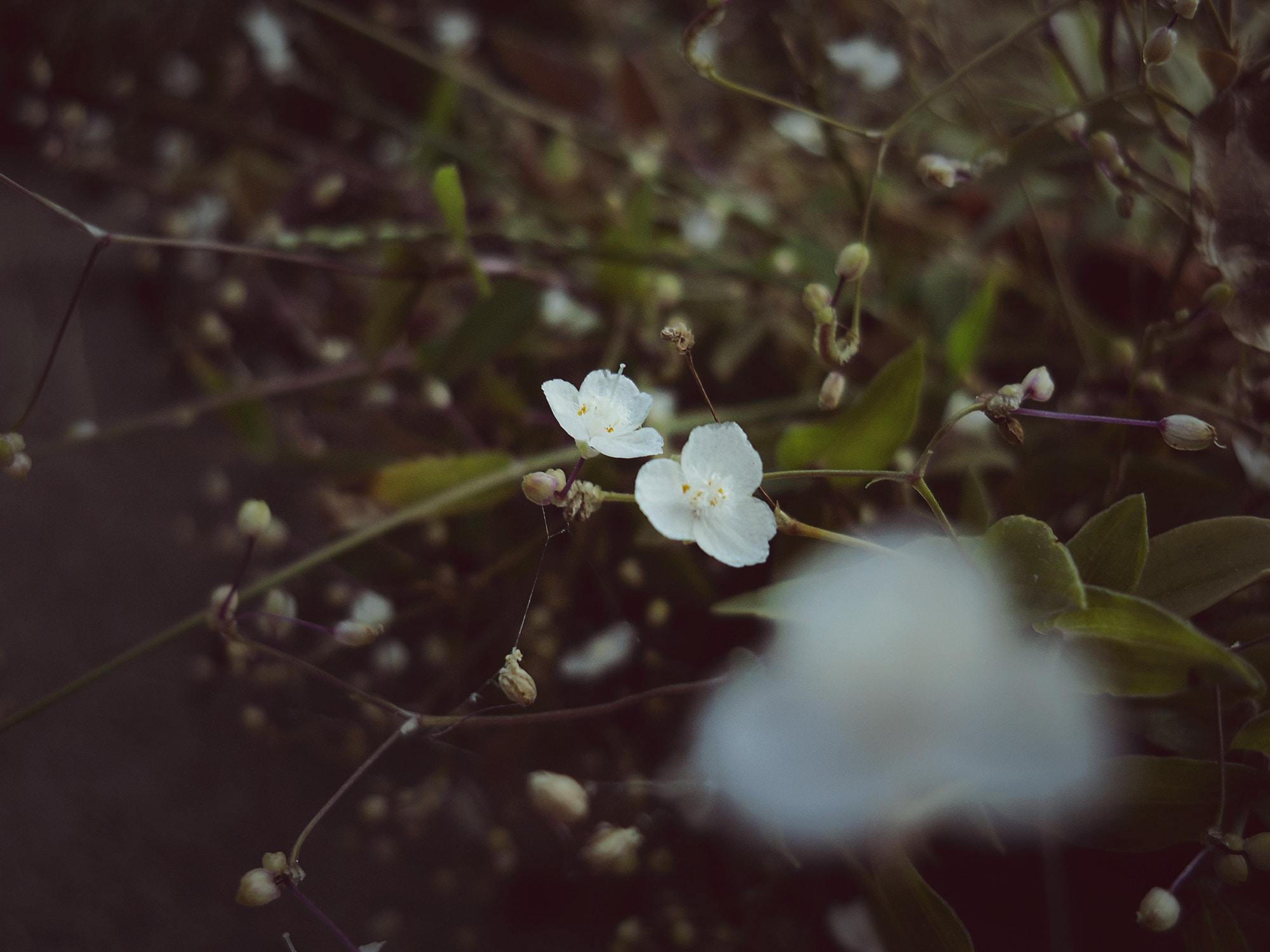 Samsung ES20/ VLUU ES20/  SL35 sample photo. 1.10.16. photography