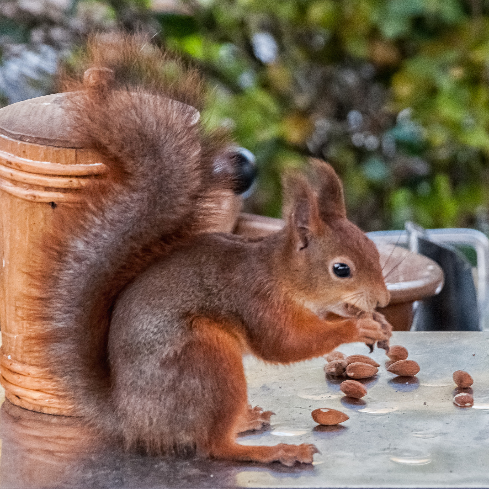 Nikon D300 + Sigma 18-200mm F3.5-6.3 DC sample photo. The squirrel on the table photography
