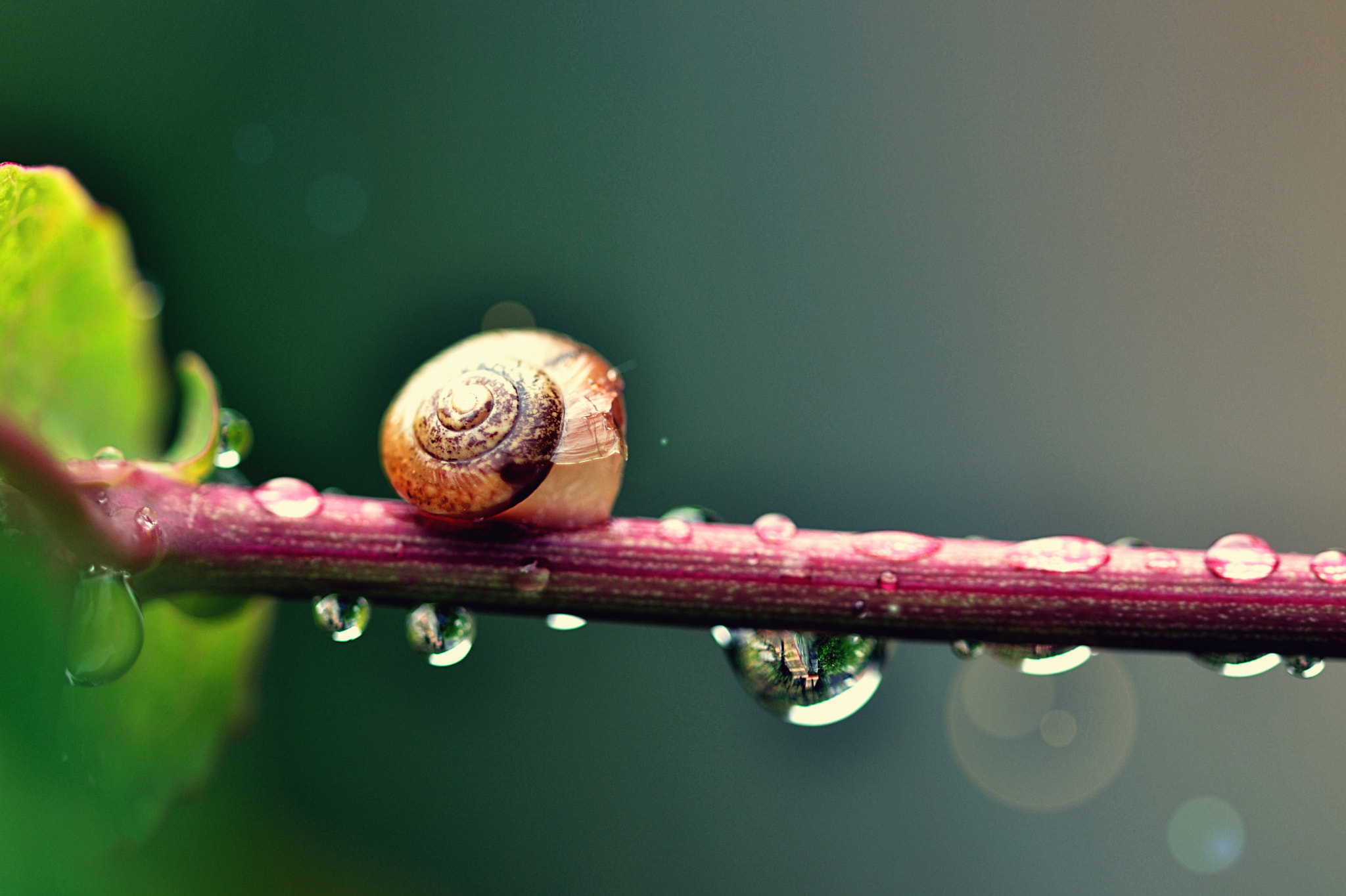 Sigma 105mm F2.8 EX DG OS HSM sample photo. Mini rain photography