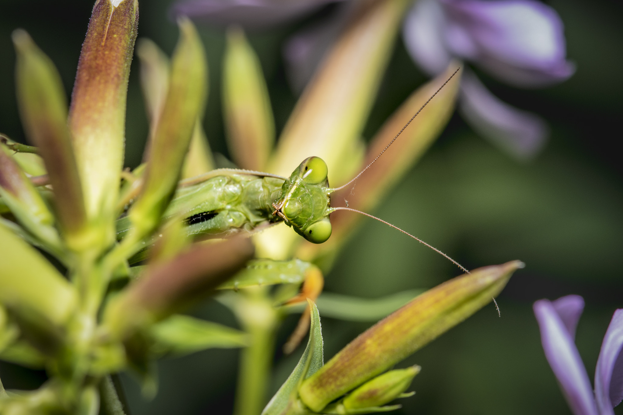 Sigma 105mm F2.8 EX DG OS HSM sample photo. Macro photography