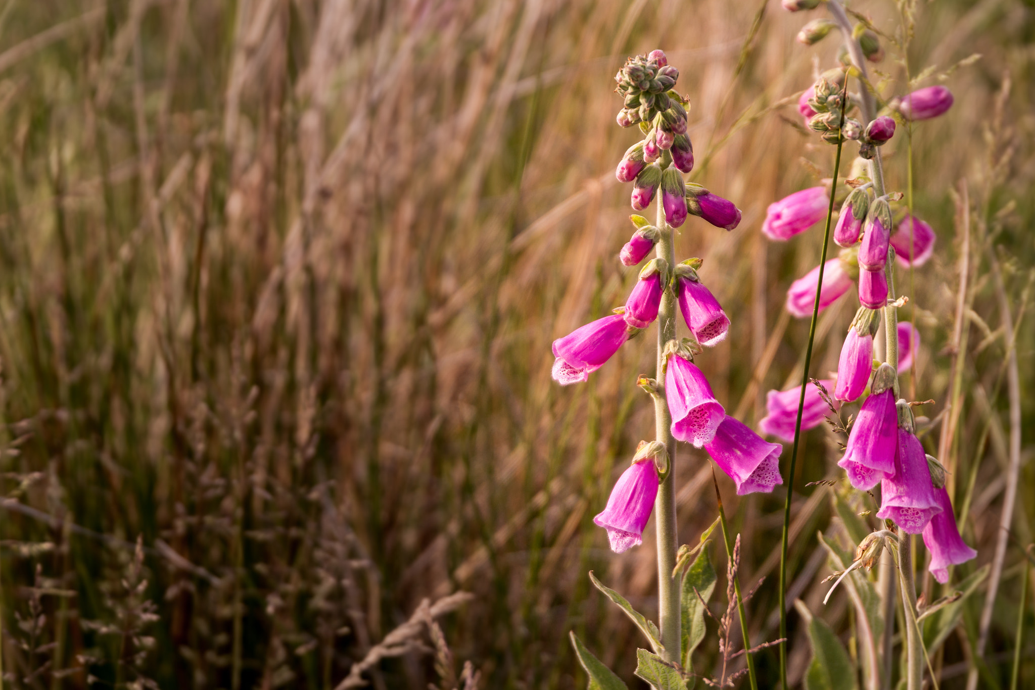 Sigma 24-105mm f/4 DG OS HSM | A sample photo. Summer field photography