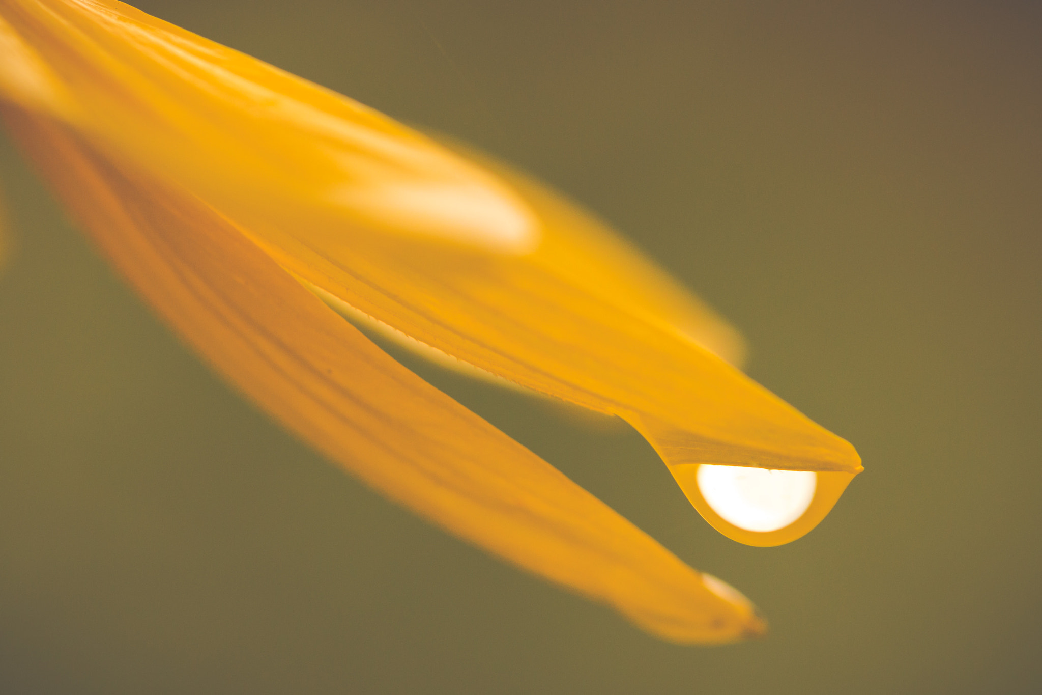 Canon EOS 70D + Canon EF 100mm F2.8L Macro IS USM sample photo. Heliopsis raindrop photography