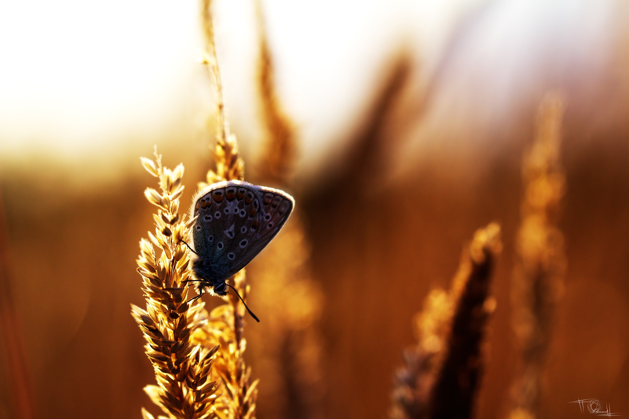 Canon EOS 1200D (EOS Rebel T5 / EOS Kiss X70 / EOS Hi) sample photo. Butterfly in the field photography