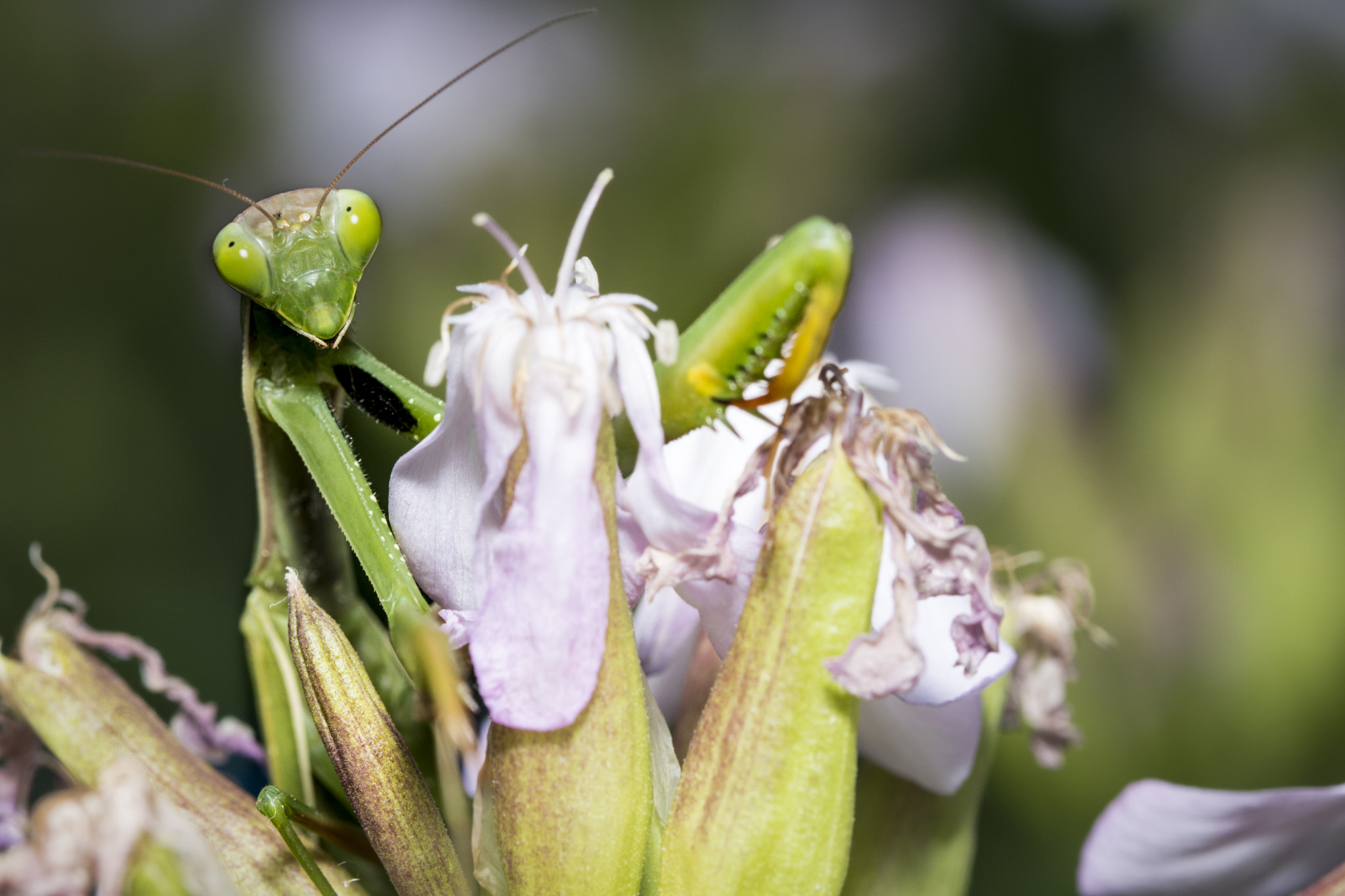 Sigma 105mm F2.8 EX DG OS HSM sample photo. Macro photography