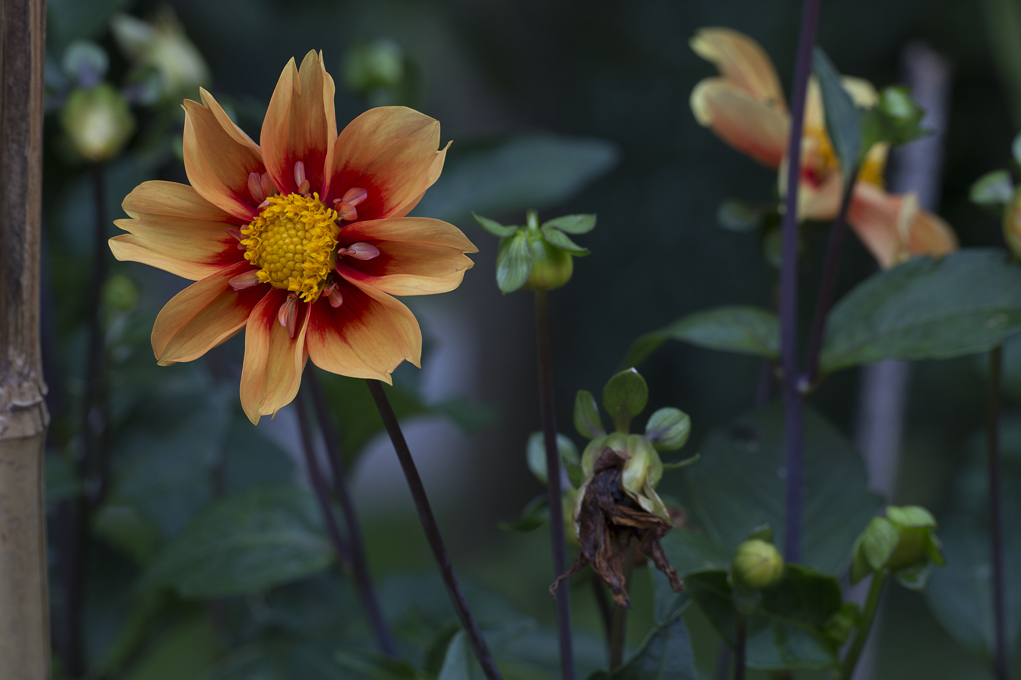 Canon EF 180mm F3.5L Macro USM sample photo. Storia di un fiore photography