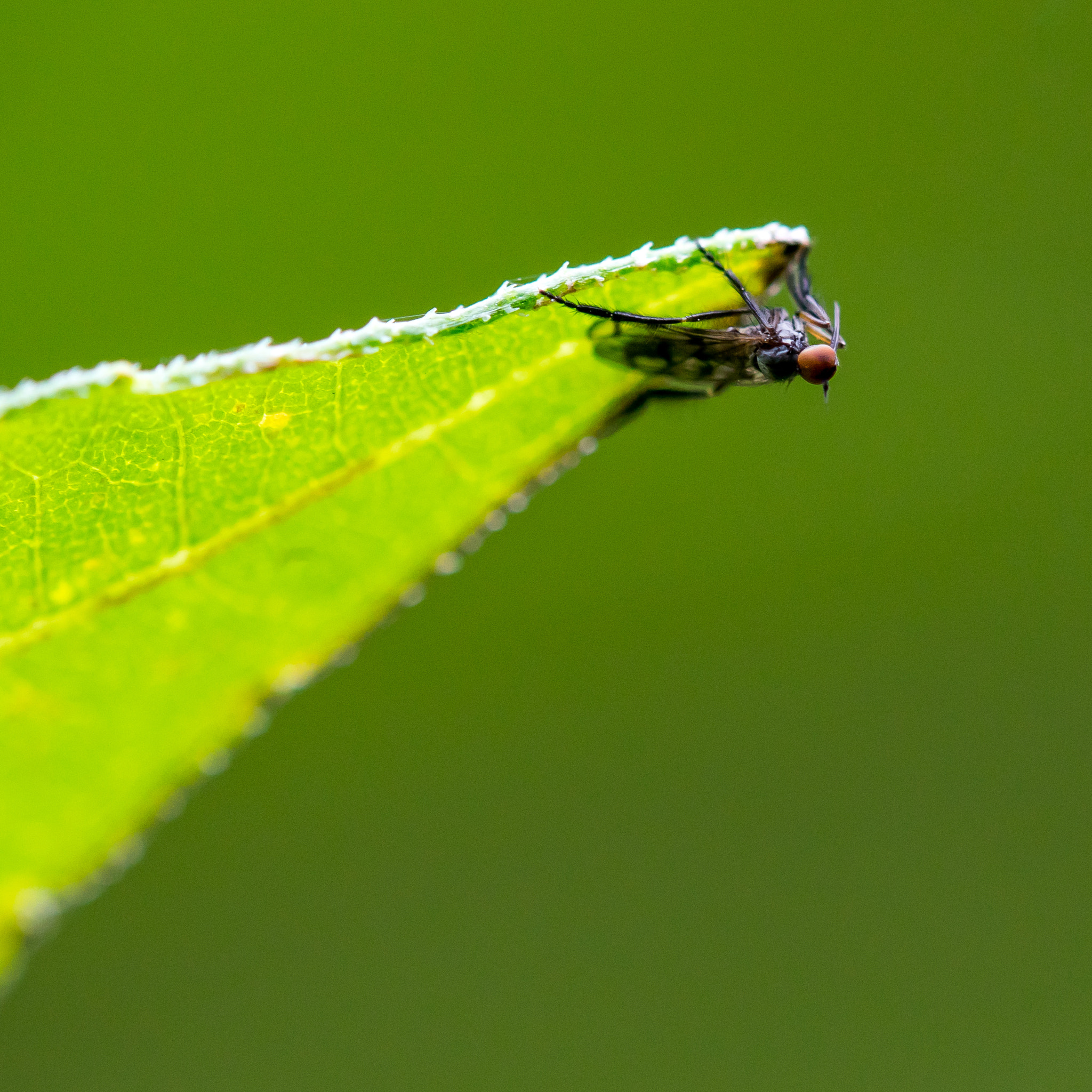 Tamron SP AF 180mm F3.5 Di LD (IF) Macro sample photo. Tip of the spear photography