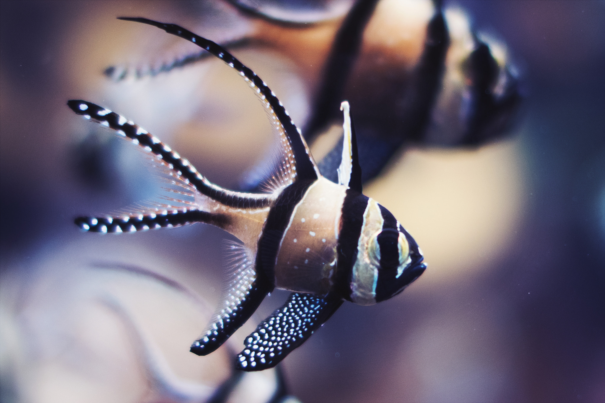 Nikon D810 + Sigma 50mm F1.4 EX DG HSM sample photo. Beautiness photography