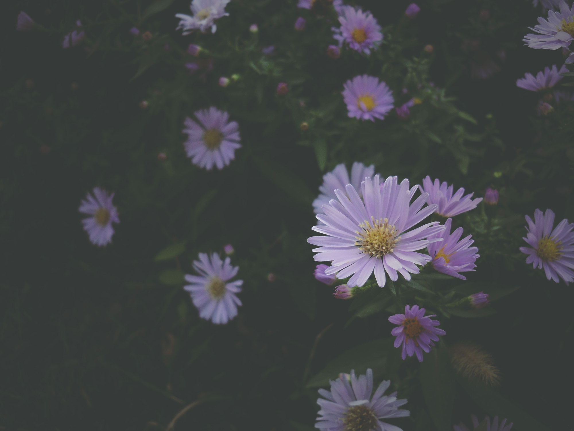 Samsung ES20/ VLUU ES20/  SL35 sample photo. Feels like spring photography