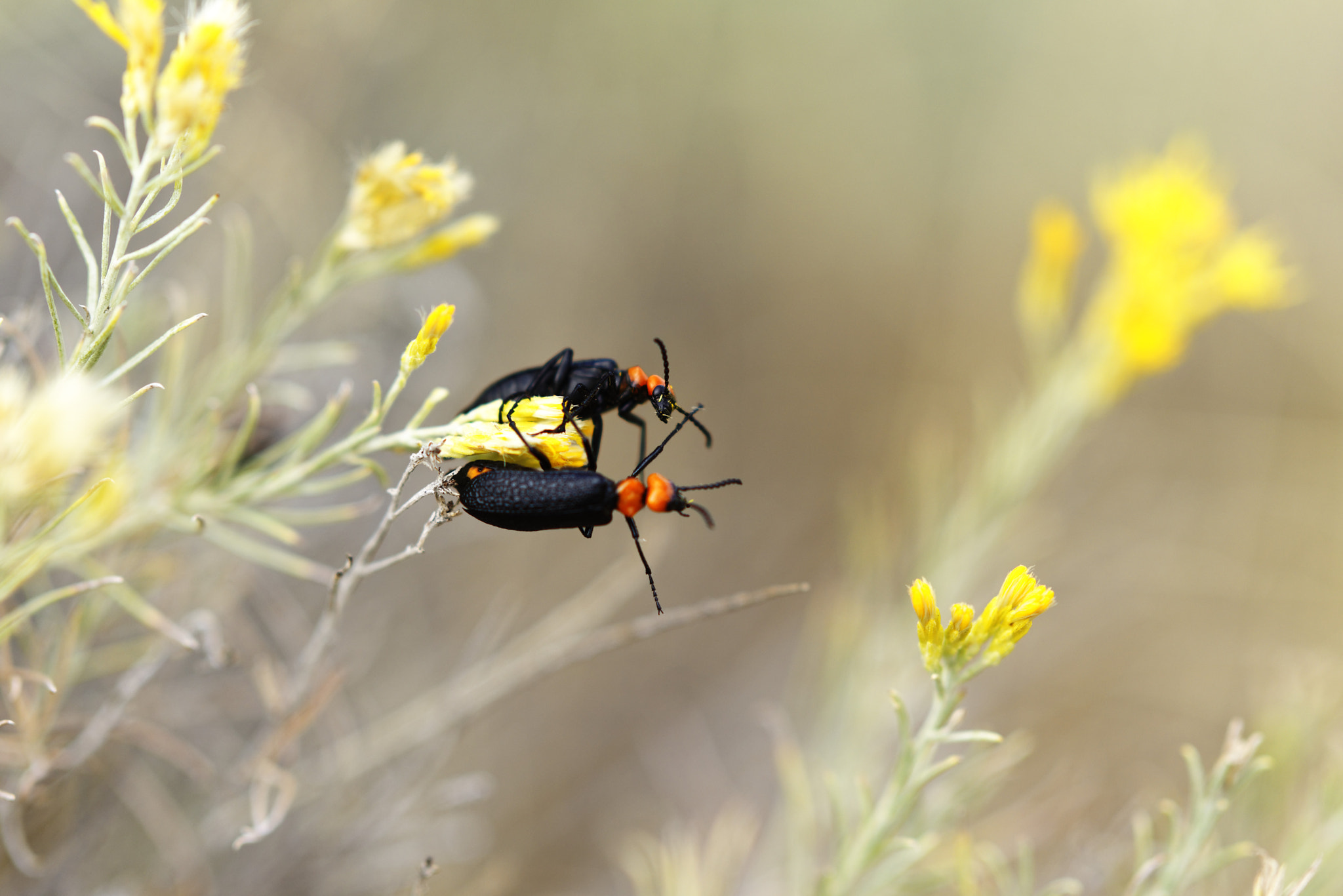 Sony Sonnar T* 135mm F1.8 ZA sample photo. Little soldiers photography