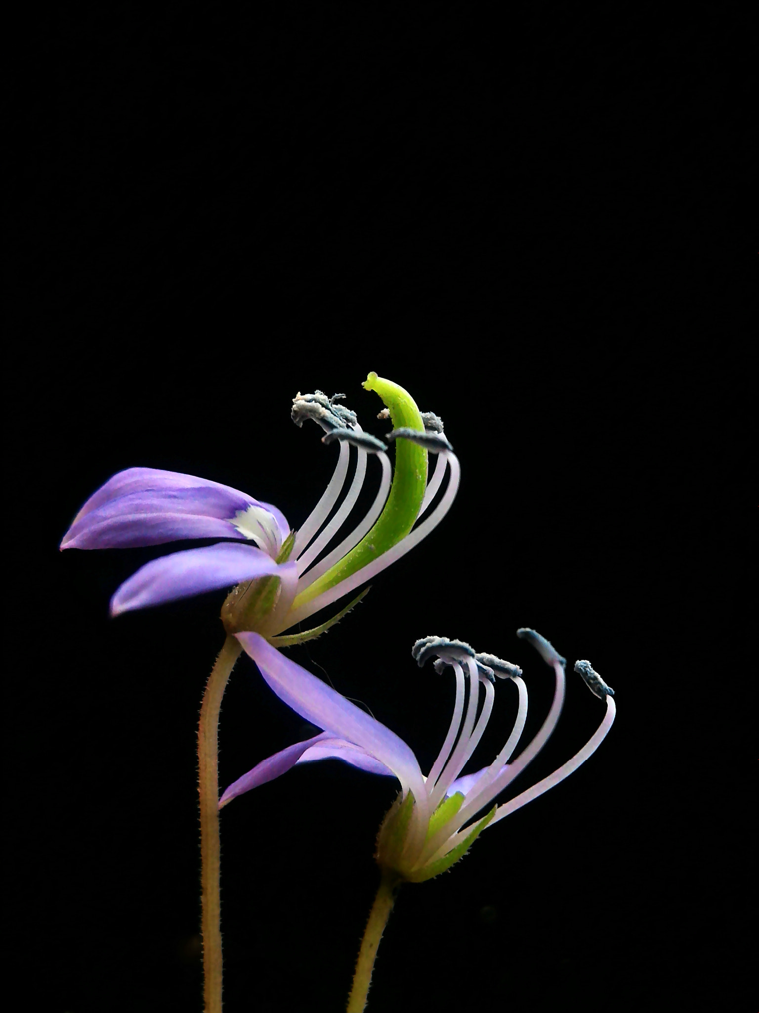 ASUS Z008D sample photo. Flowers photography