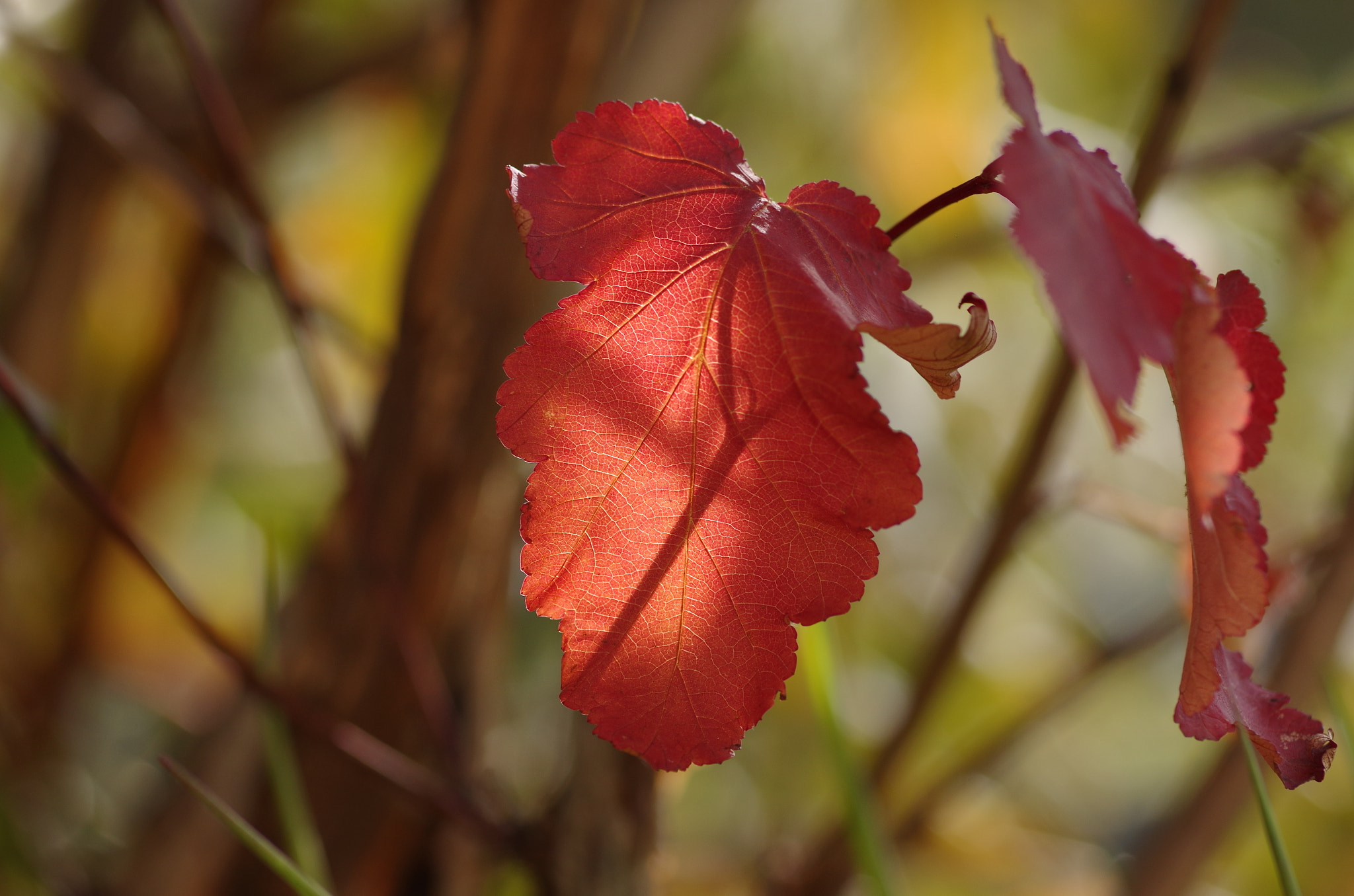 Pentax K-50 sample photo. Autumn colours photography