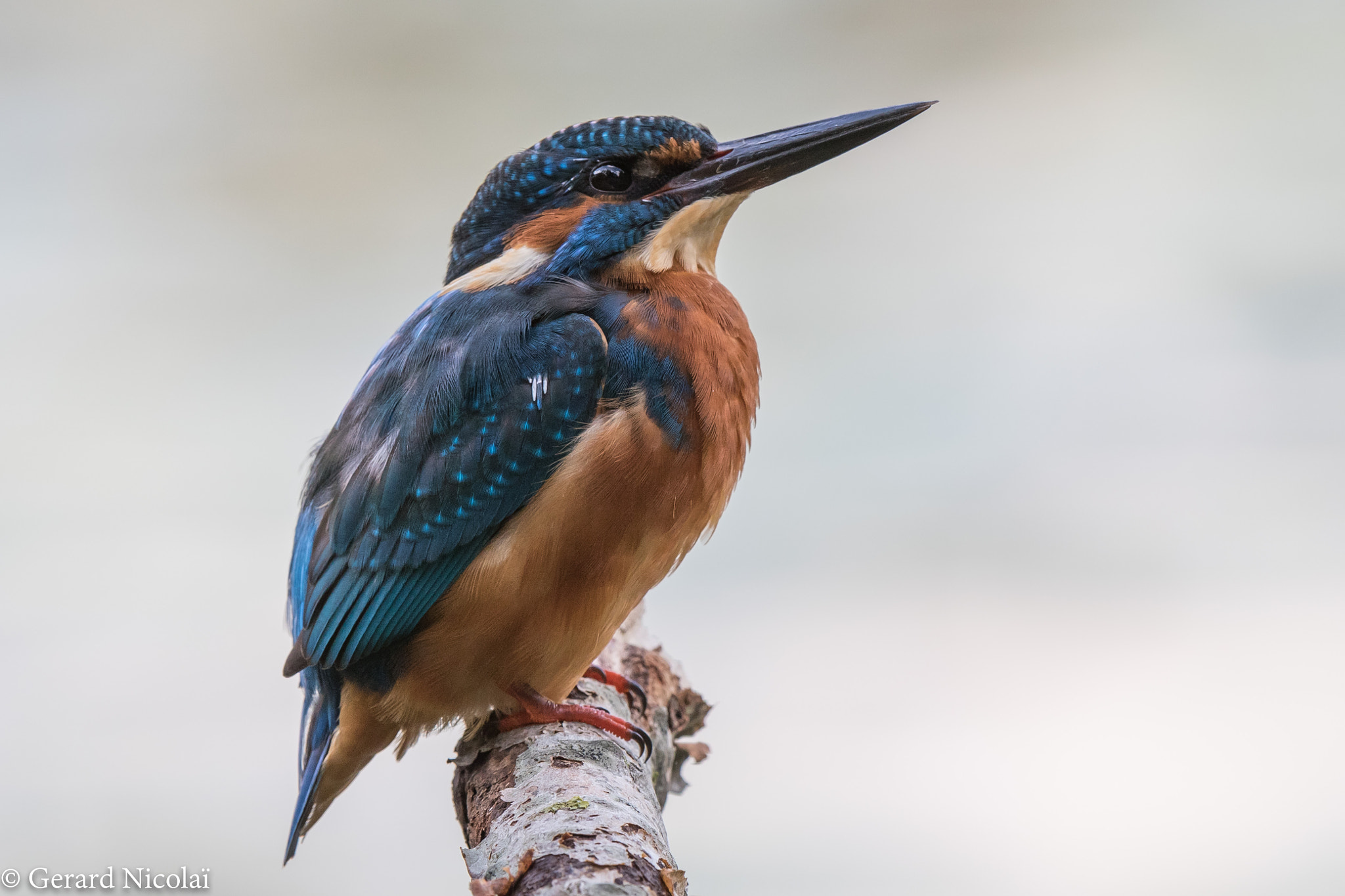 Canon EOS 7D Mark II sample photo. Common kingfisher photography