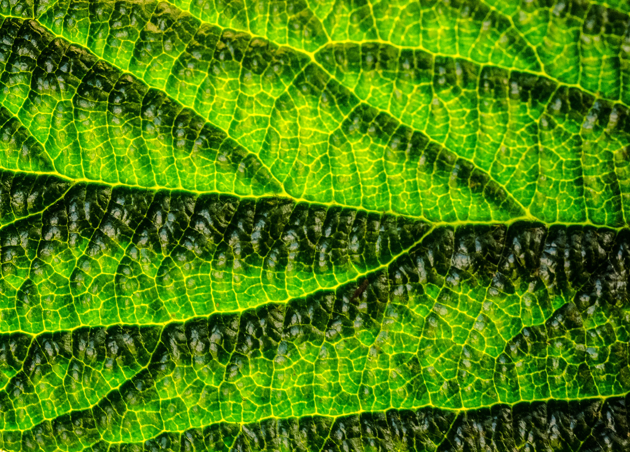 Panasonic Lumix DMC-GM1 sample photo. Leaf landscape photography