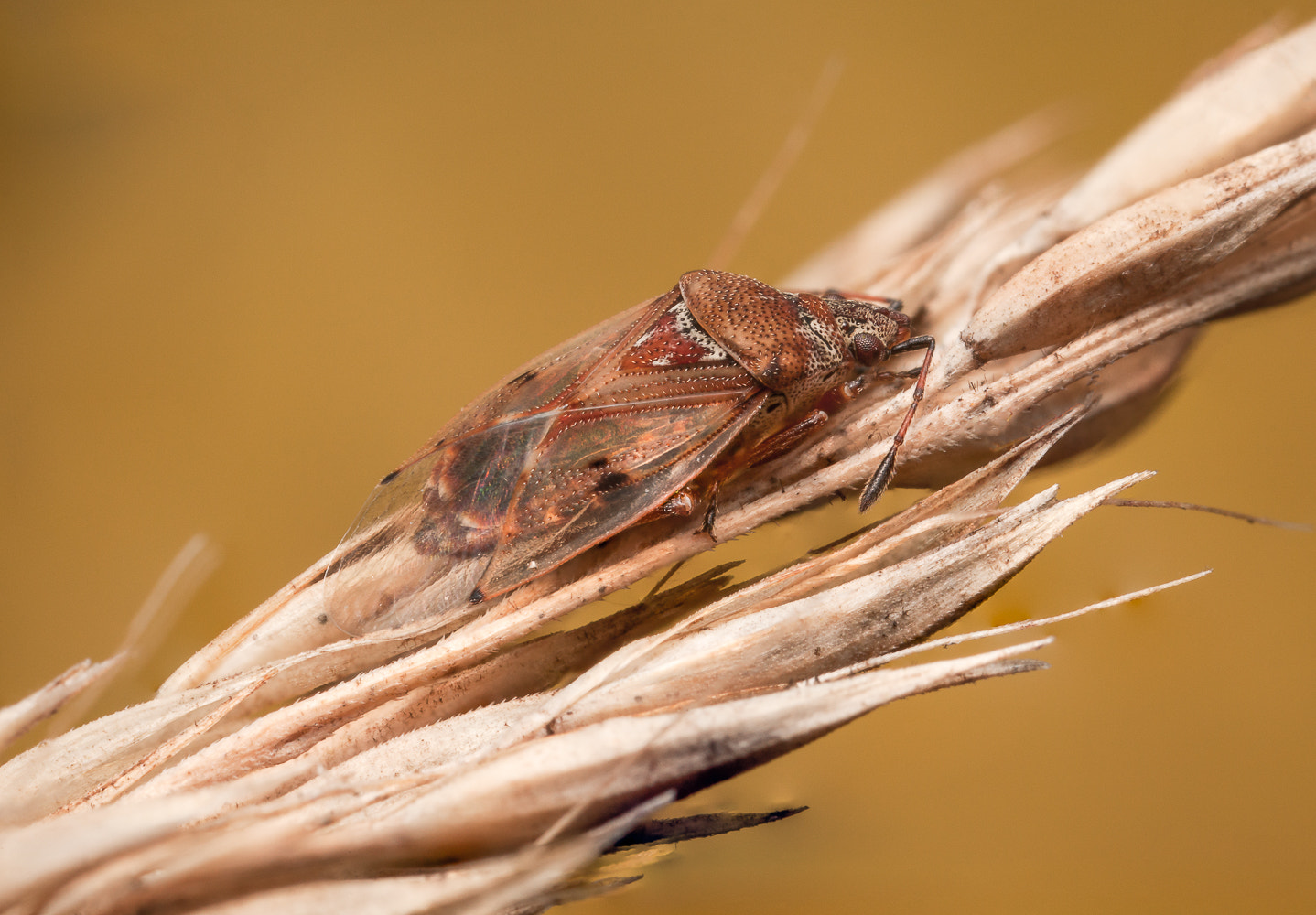 Canon EOS 5D Mark II + Canon MP-E 65mm F2.5 1-5x Macro Photo sample photo. Kleidocerys resedae photography