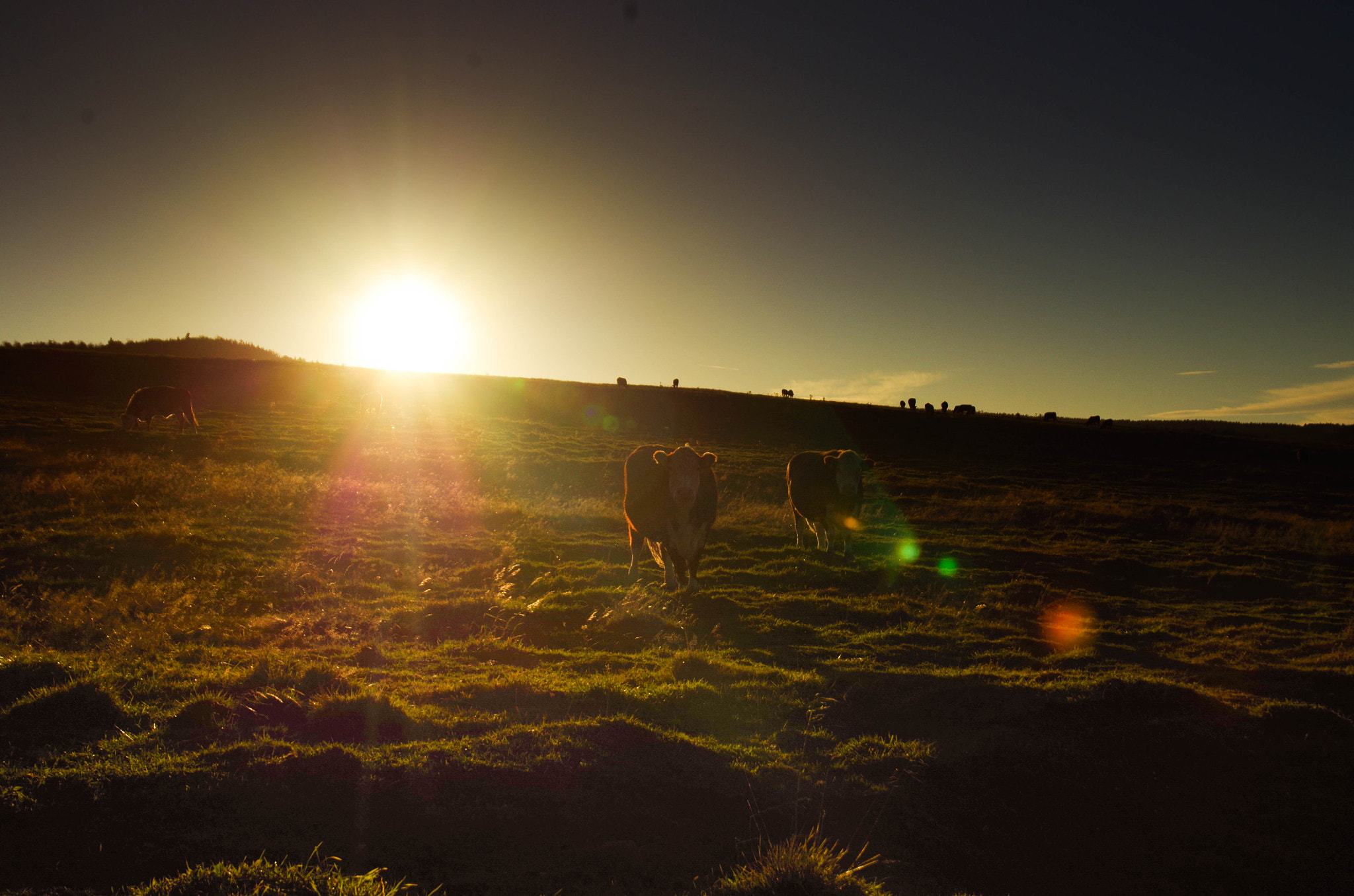 Sigma AF 10-20mm F4-5.6 EX DC sample photo. Cows photography