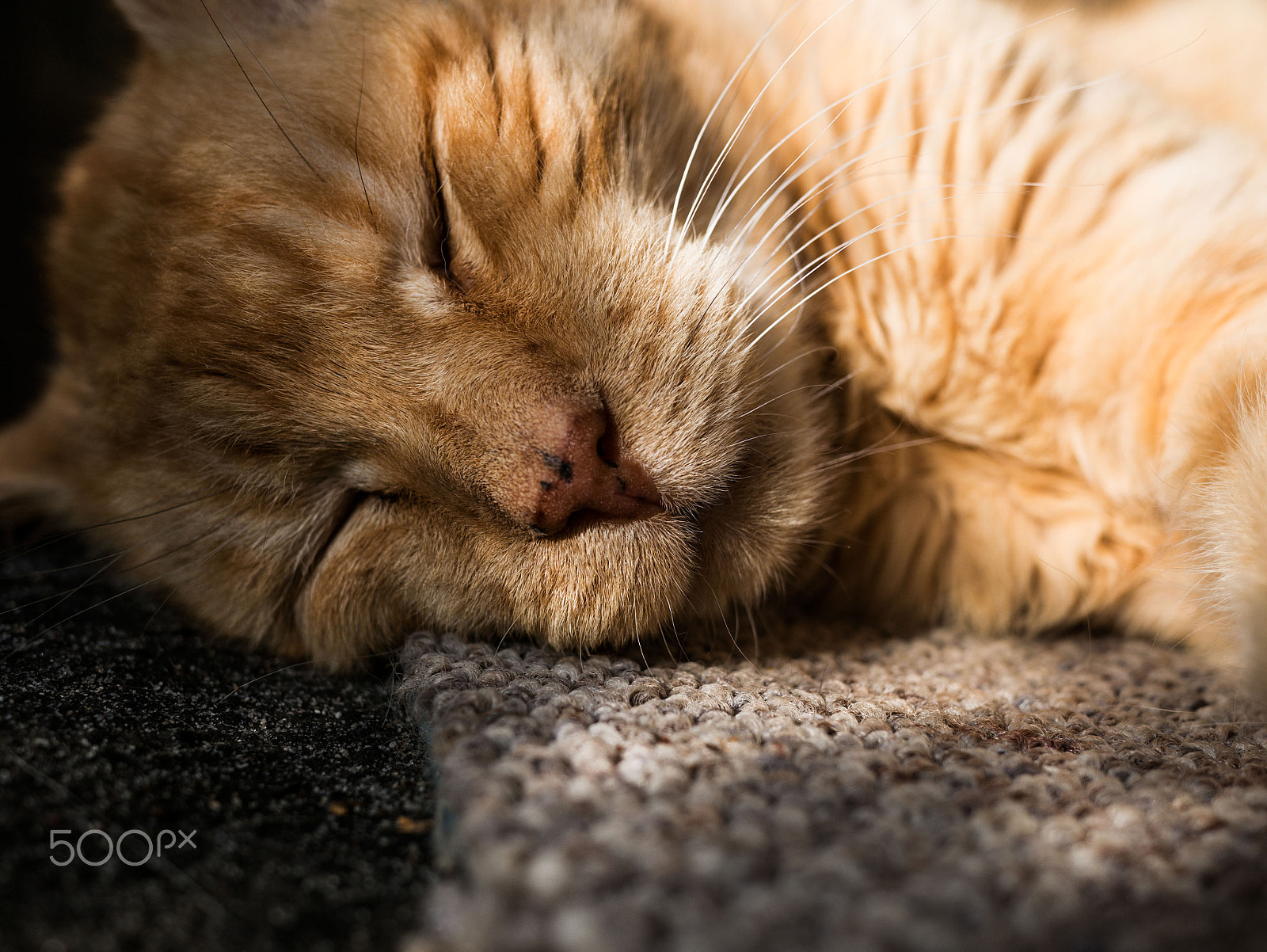 Panasonic DMC-G70 + LUMIX G 20/F1.7 II sample photo. Sleepy sam photography