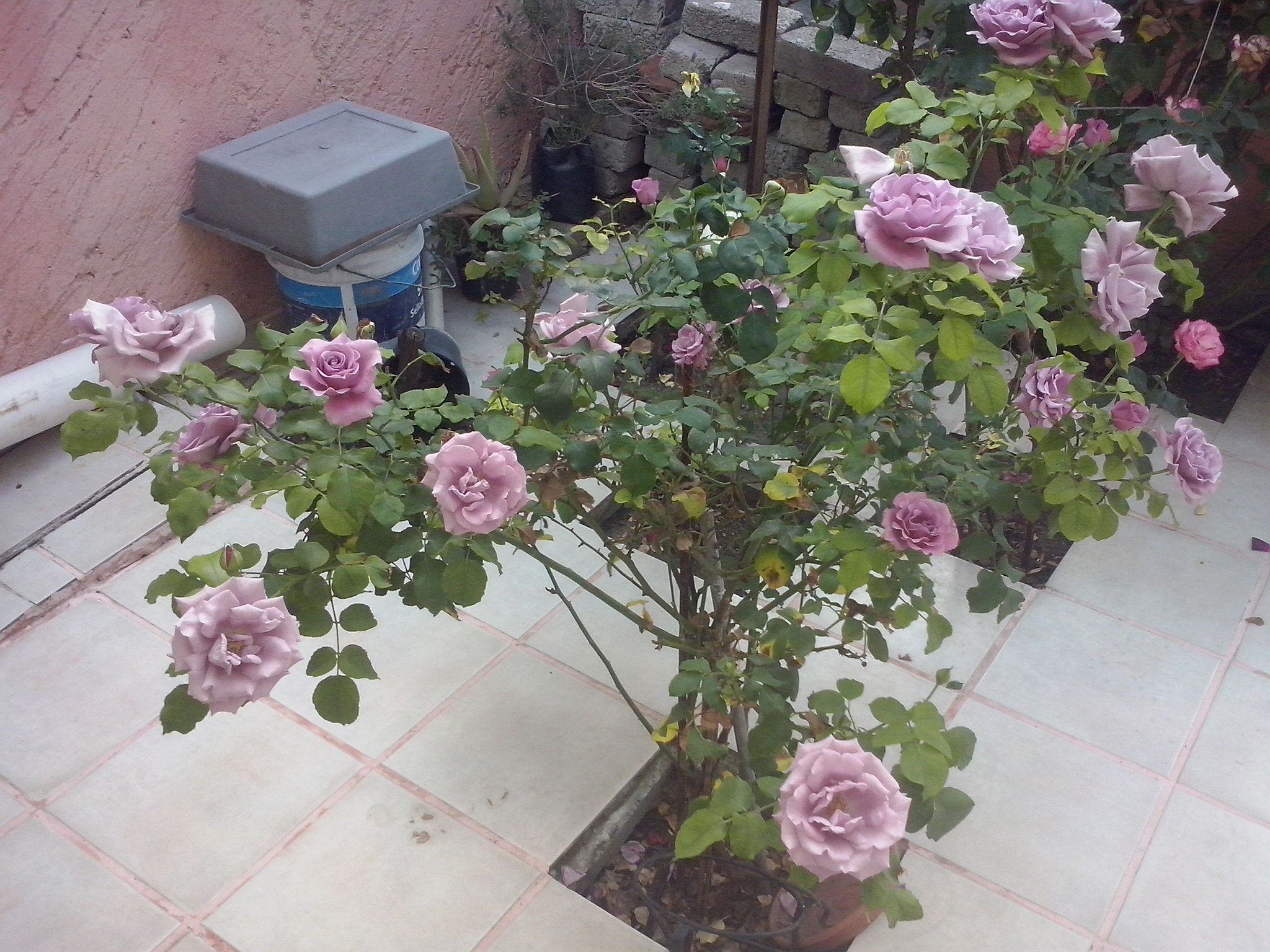 LG OPTIMUS L5 II sample photo. Liliac photography