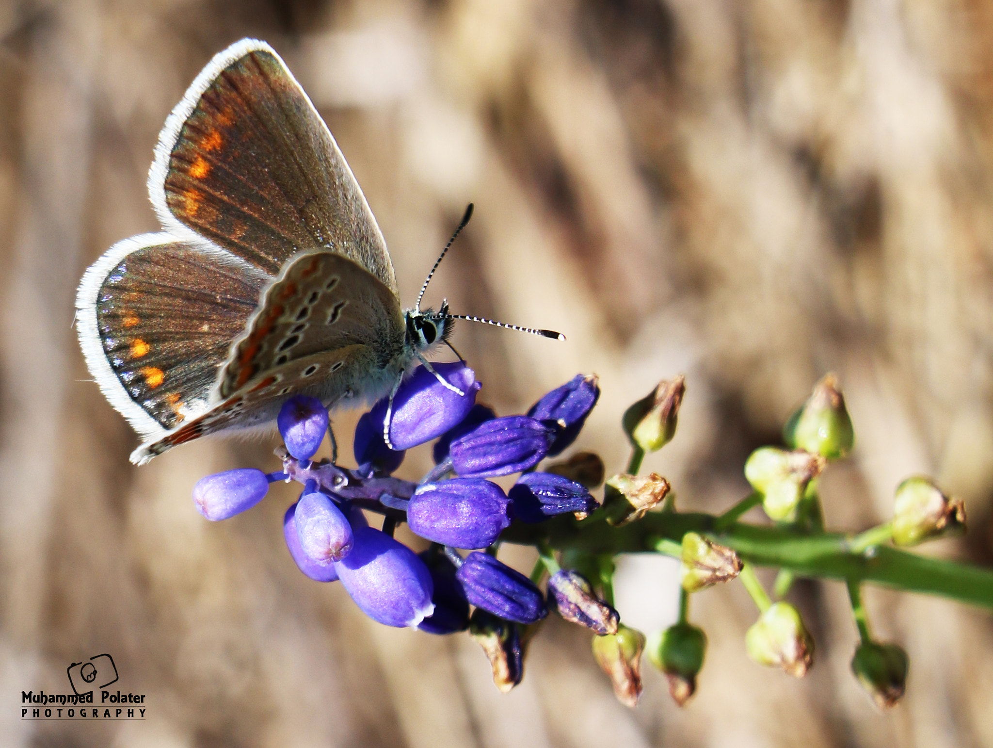 Canon EOS 760D (EOS Rebel T6s / EOS 8000D) sample photo. Sİvas anadolu Çokgözlüsü polyommatus hyacinthus anatolian false argus photography
