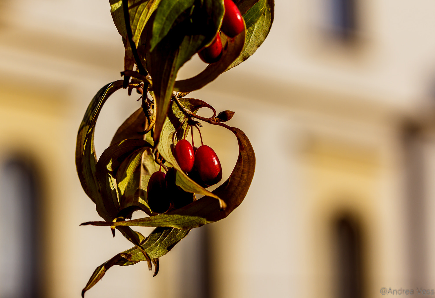 Canon EOS 60D + Canon EF 100mm F2.8L Macro IS USM sample photo. Japanische kornelkirsche photography