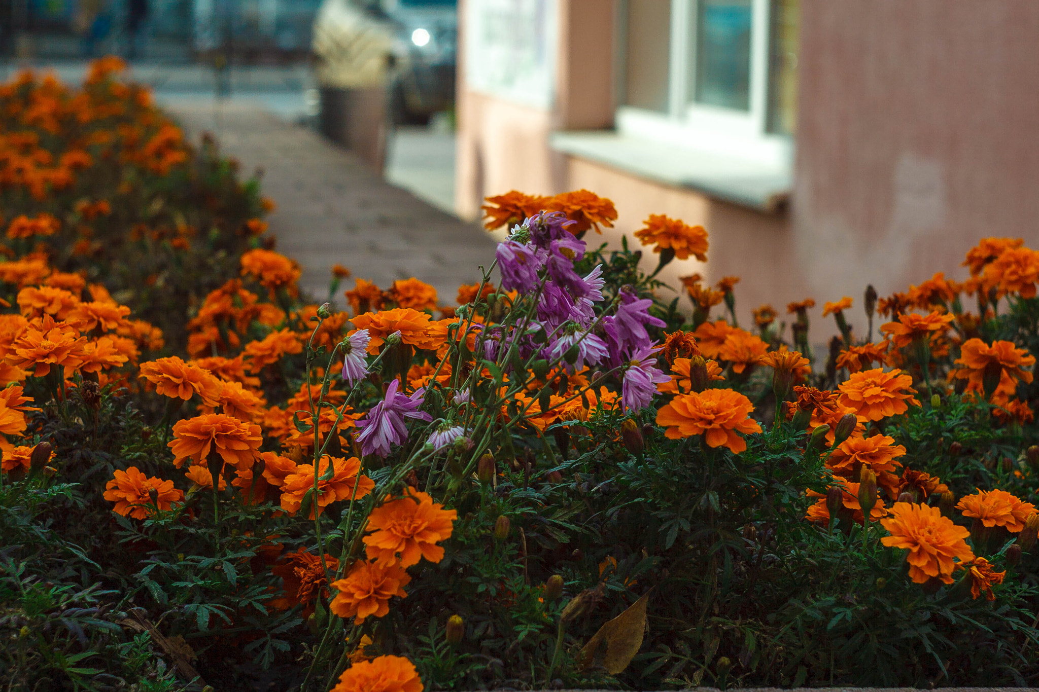 Canon EF 35-80mm f/4-5.6 sample photo. Urban flower photography