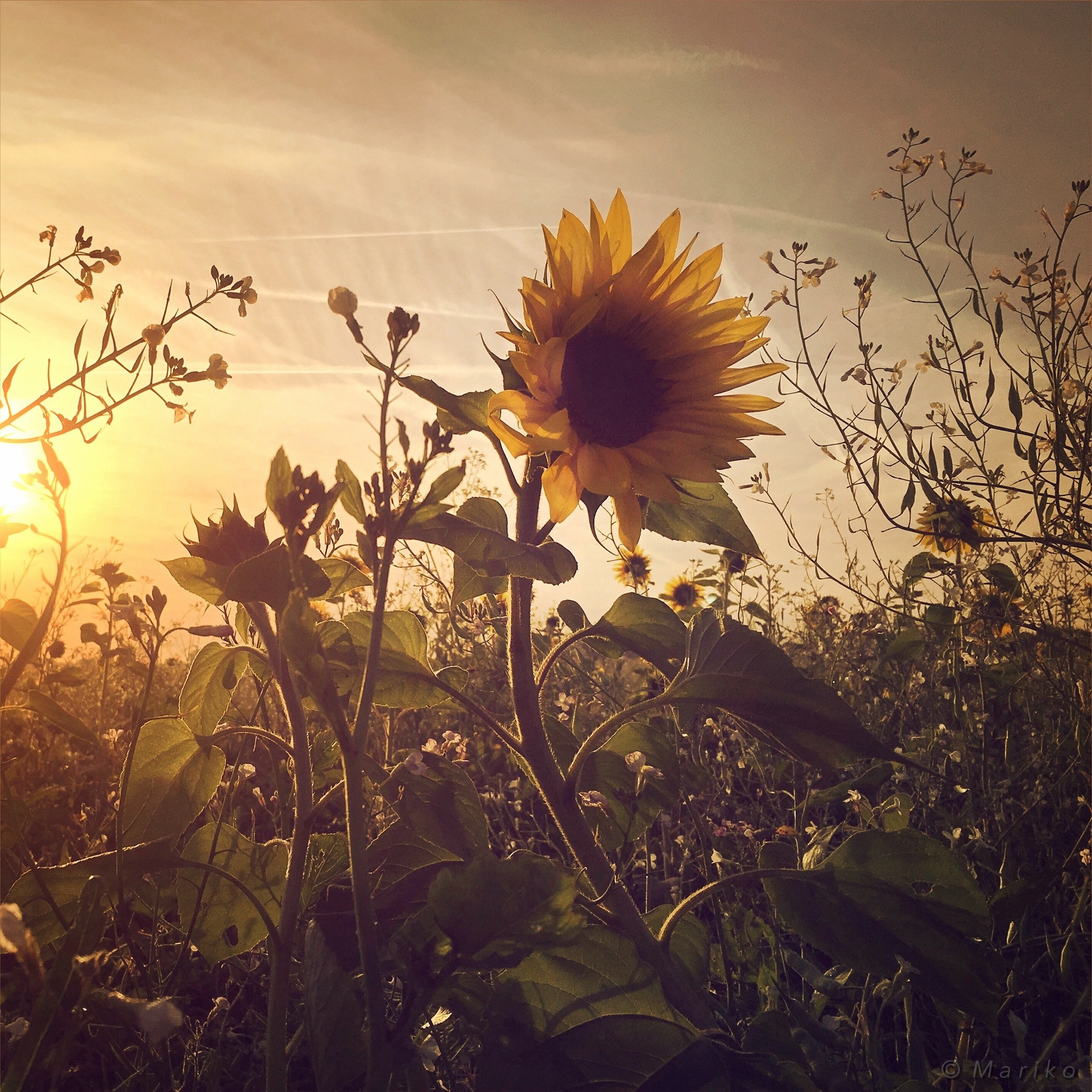 Hipstamatic 314 sample photo. October sunflowers photography