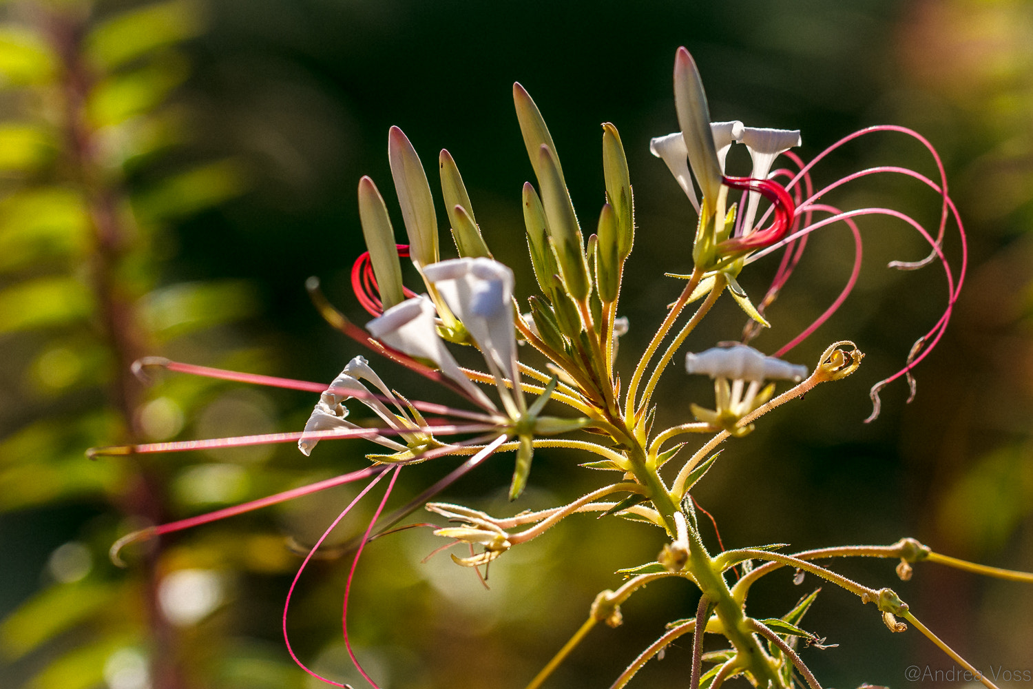 Canon EOS 60D + Canon EF 100mm F2.8L Macro IS USM sample photo. Delicate flower photography