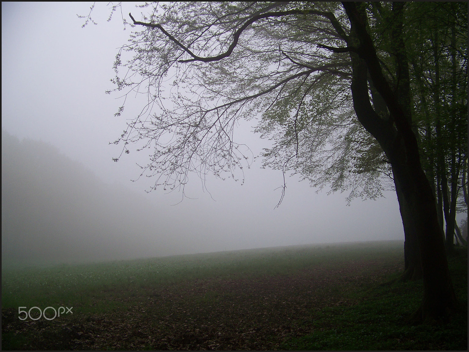 Kodak Z712 IS ZOOM DIGITAL CAMERA sample photo. Misty tree photography