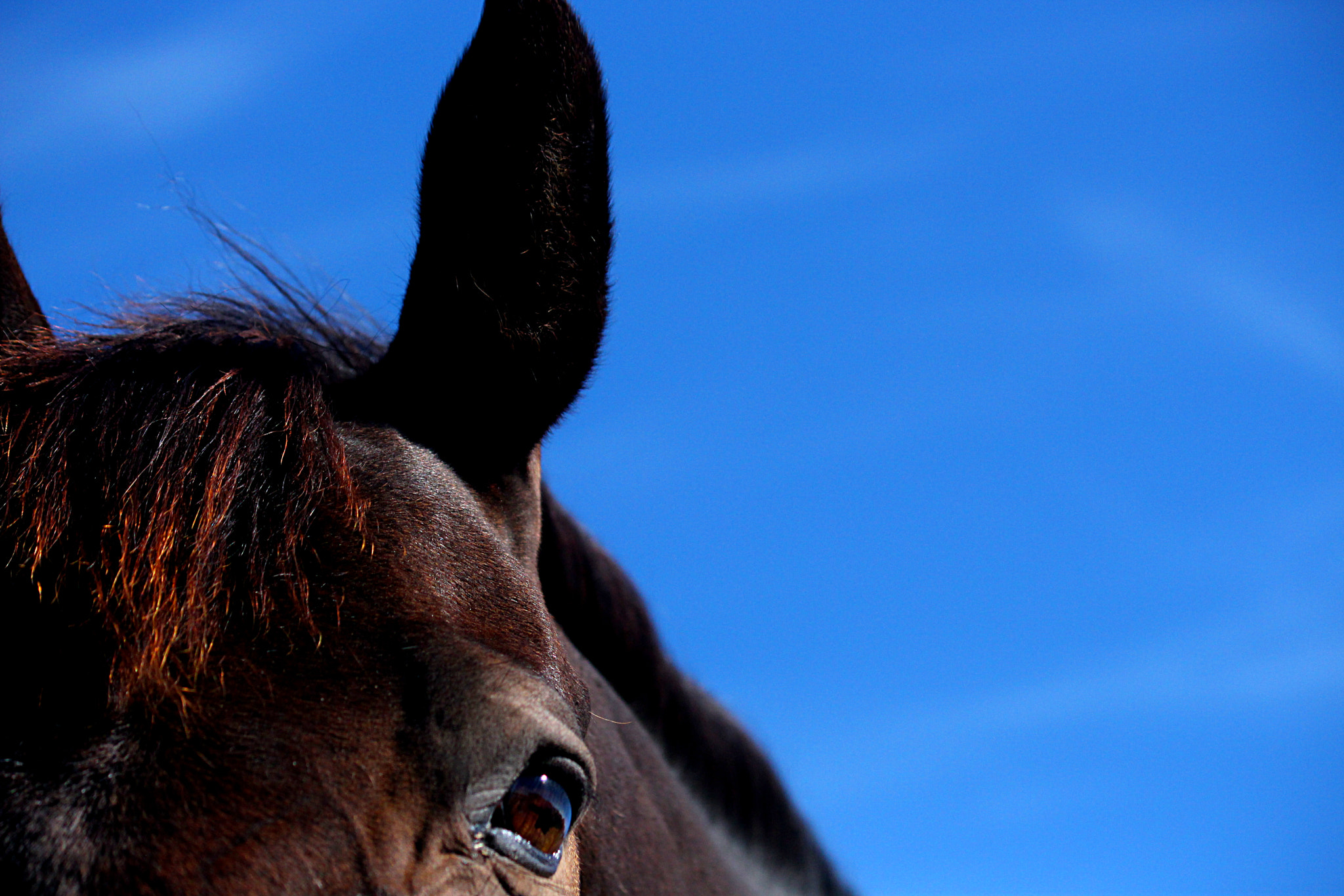 Canon EF-S 55-250mm F4-5.6 IS sample photo. A second glance photography