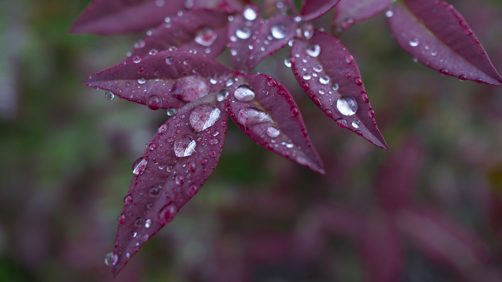 Sony Alpha NEX-6 sample photo. Rain over dark red leaf photography