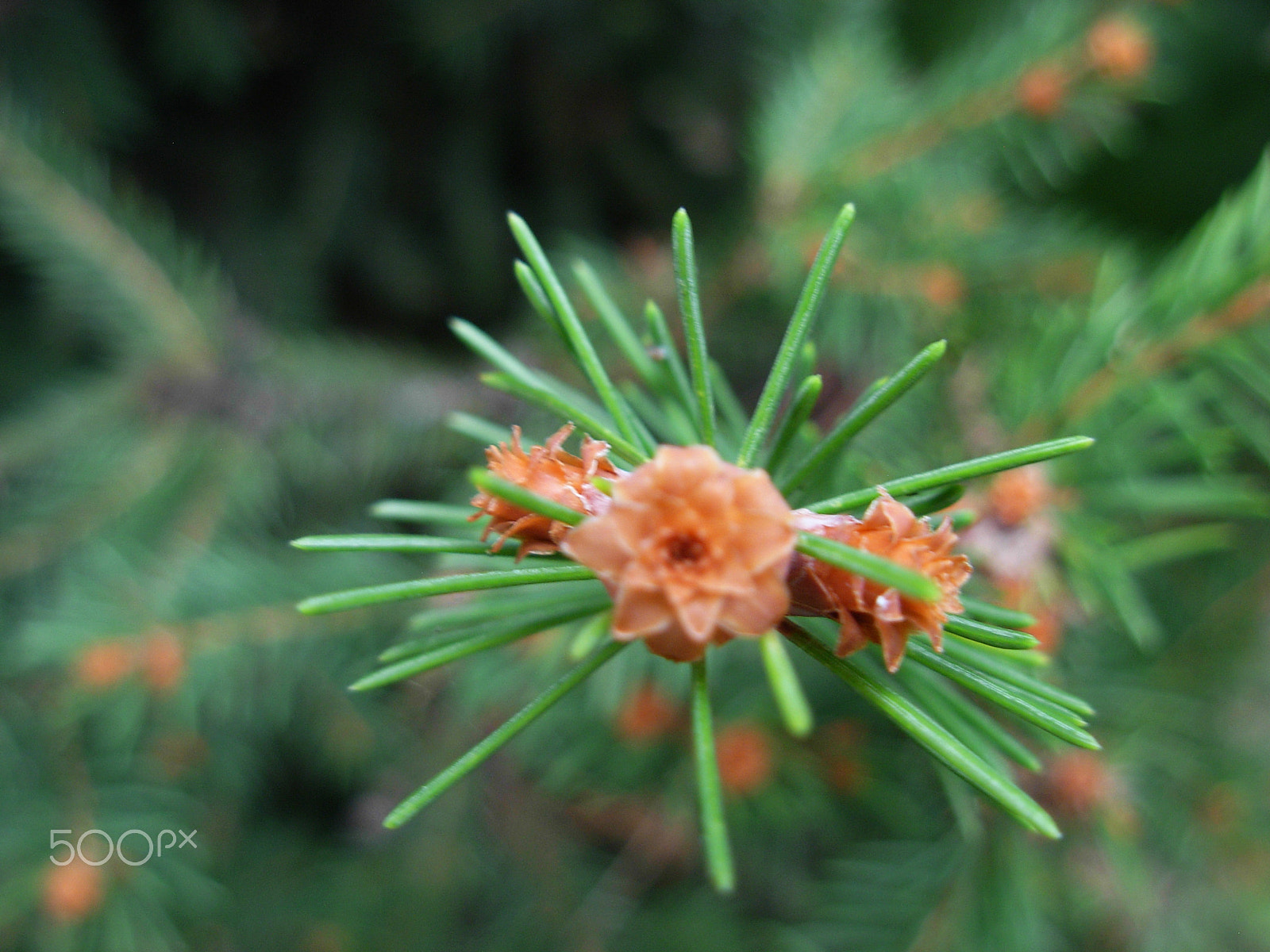 Nikon COOLPIX L5 sample photo. Close-up #1 photography