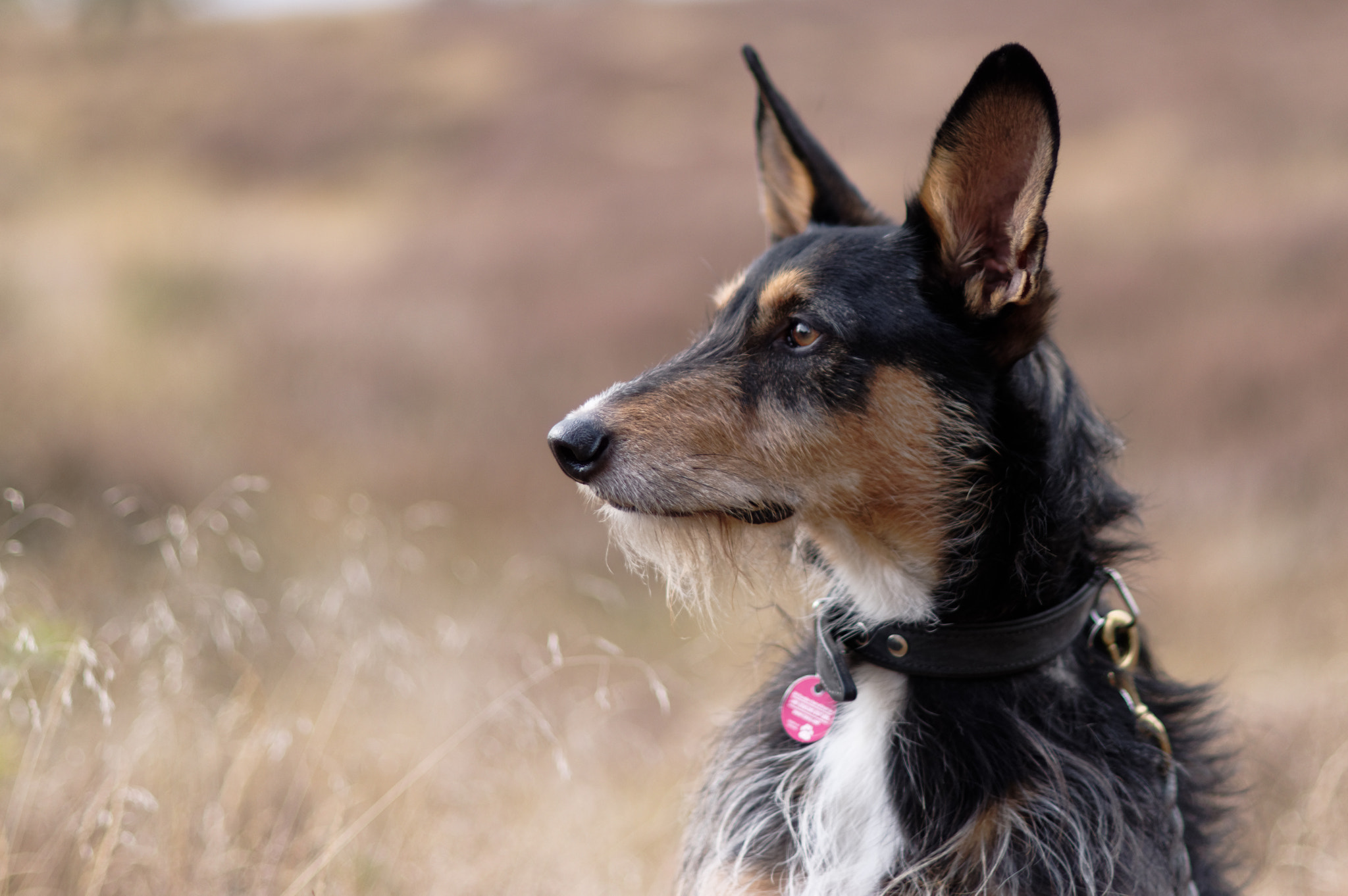 Pentax K-3 + Pentax smc DA* 55mm F1.4 SDM sample photo. Lovely dogs... photography