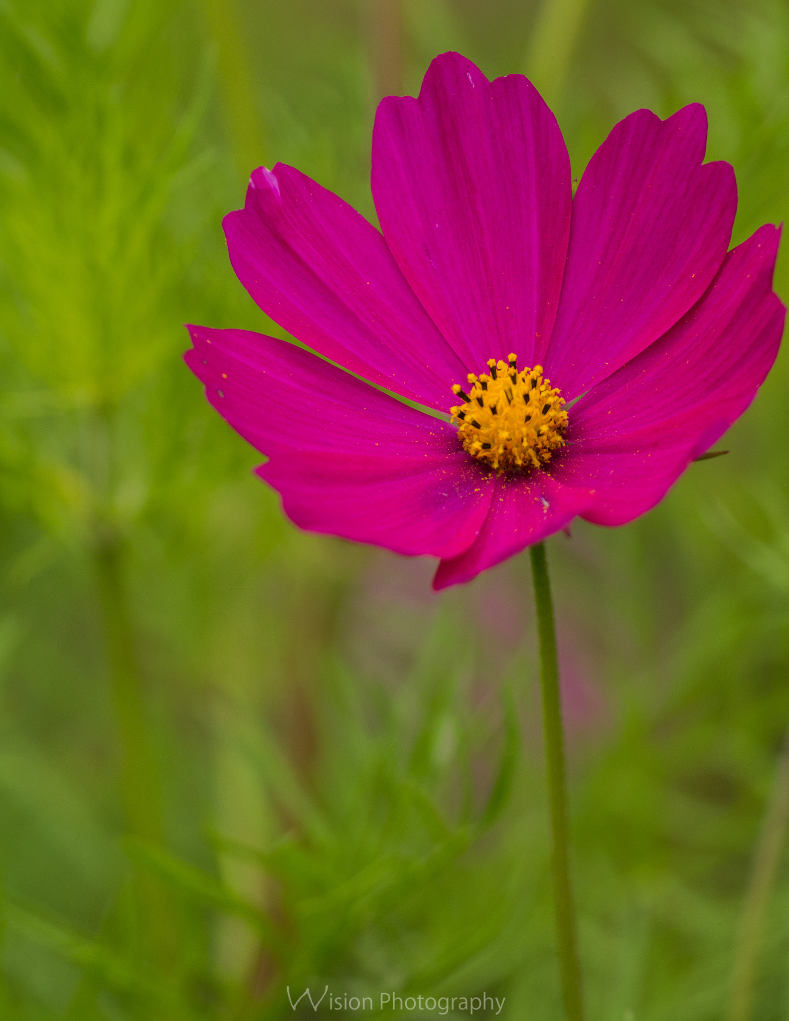 Sigma 150mm F2.8 EX DG Macro HSM sample photo. Looker photography