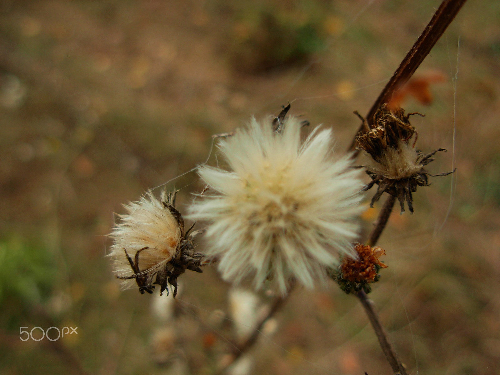 Nikon COOLPIX L5 sample photo. Close-up #2 photography