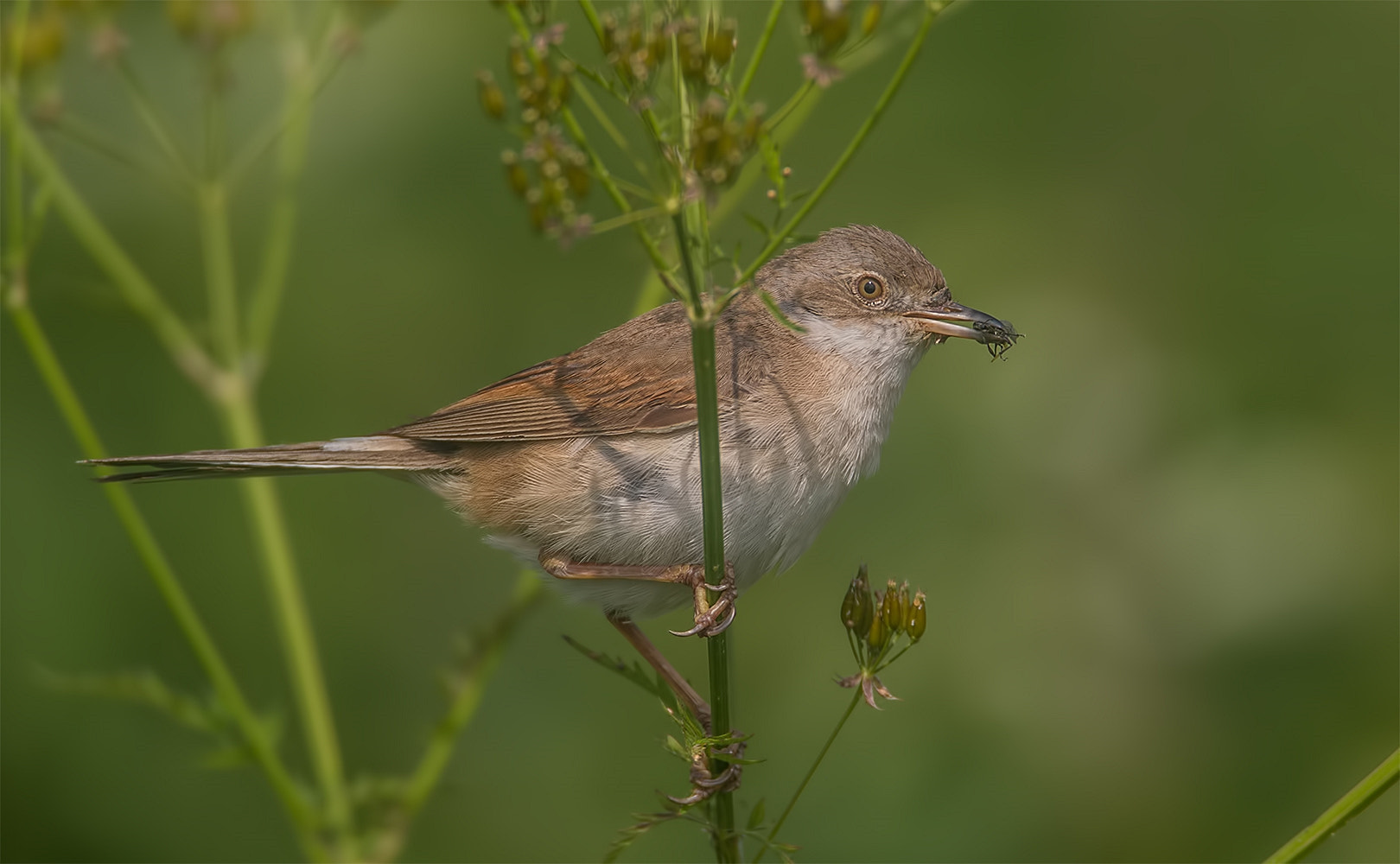 Canon EOS-1D Mark IV sample photo. Whitethroat photography