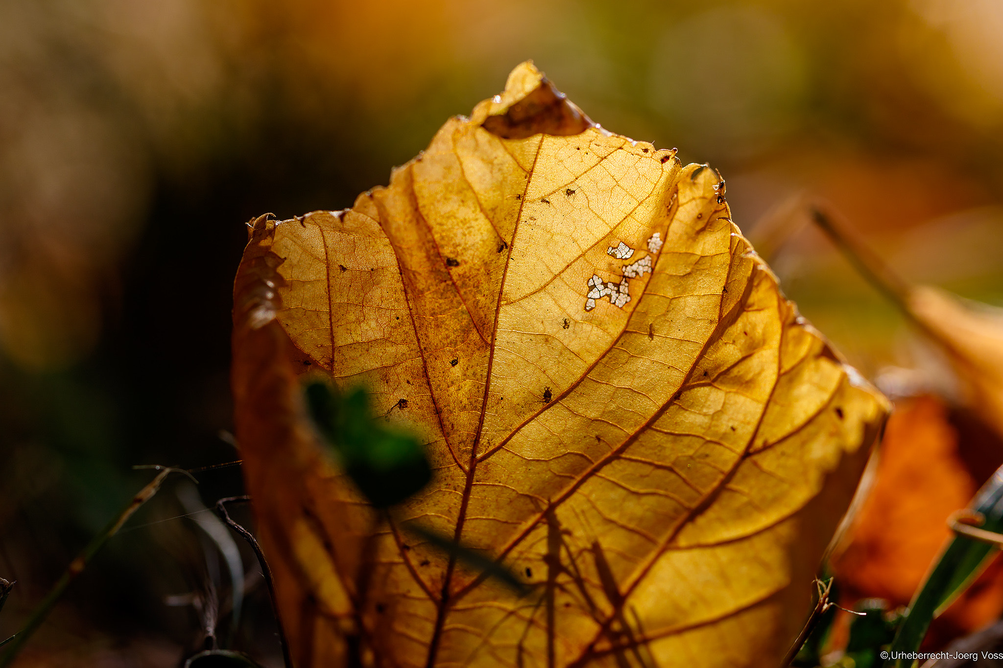 Canon EF 100mm F2.8L Macro IS USM sample photo. Autumn lights 1 photography