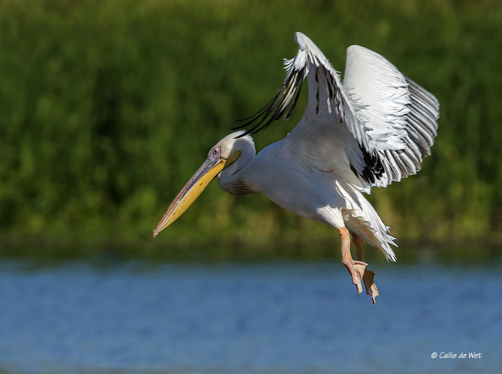 Nikon D4 + Nikon AF-S Nikkor 600mm F4G ED VR sample photo. Landing 2/2 photography