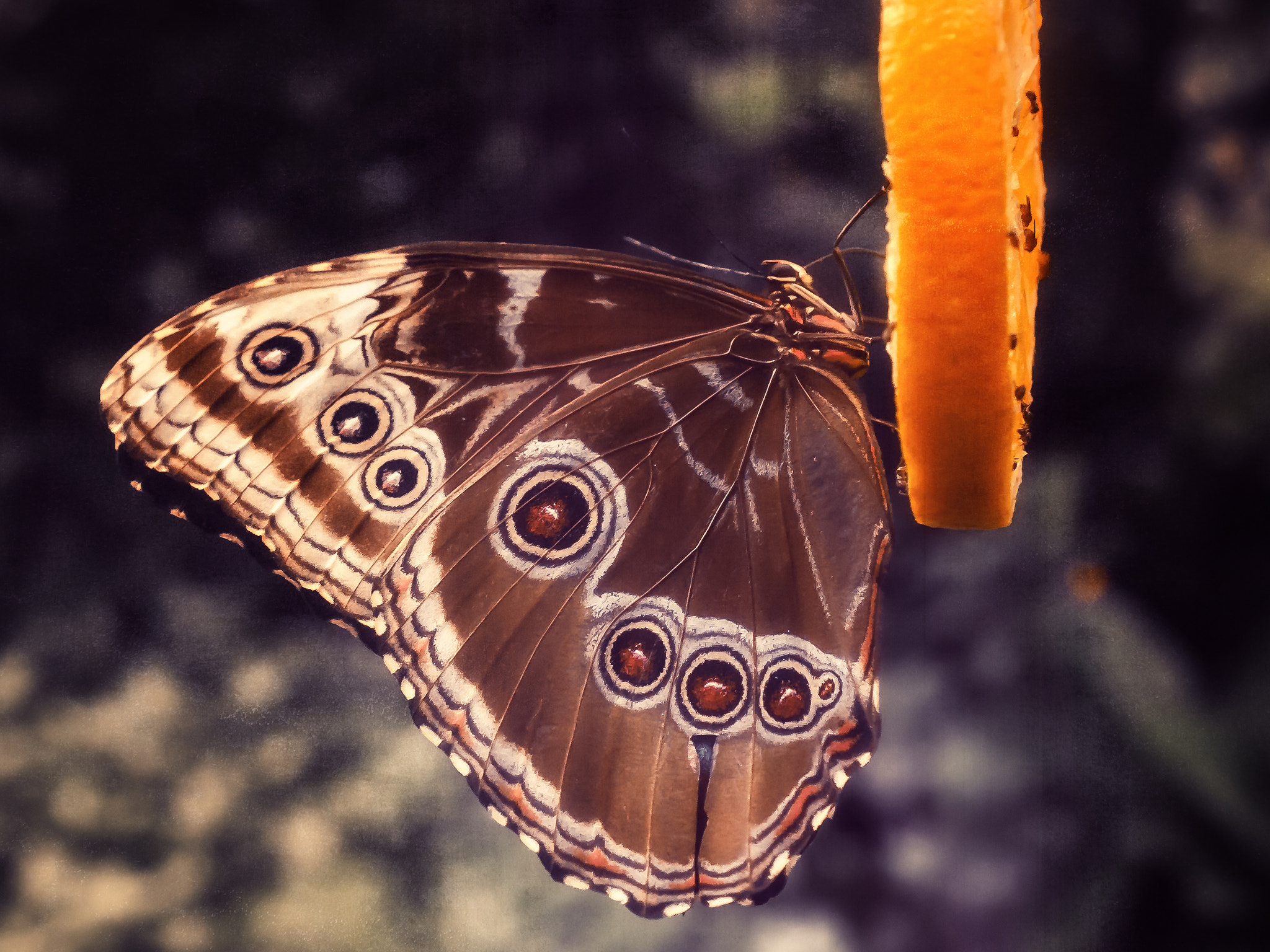 Nikon AF-S DX Micro Nikkor 40mm F2.8 sample photo. Owl eyes photography
