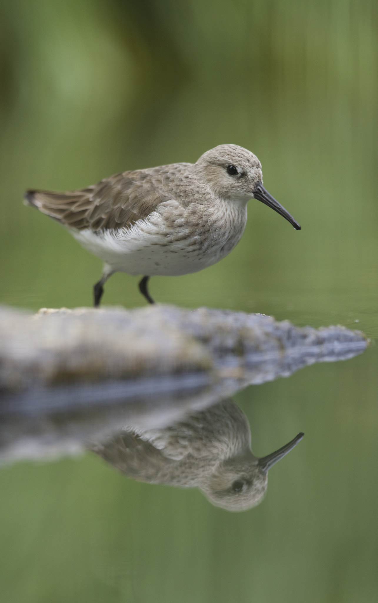 Canon EF 300mm F2.8L IS II USM sample photo. Mirage =) photography