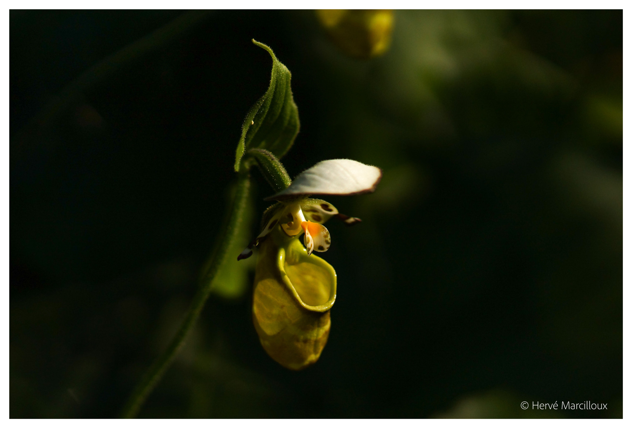 Sony SLT-A77 + 105mm F2.8 sample photo. In the light photography