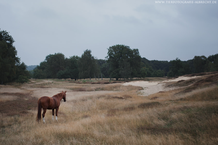 Canon EOS-1D Mark III sample photo. Thoughtful photography