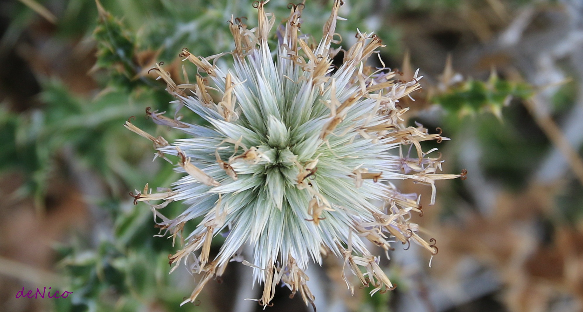 Sigma 24-105mm f/4 DG OS HSM | A sample photo. Img photography