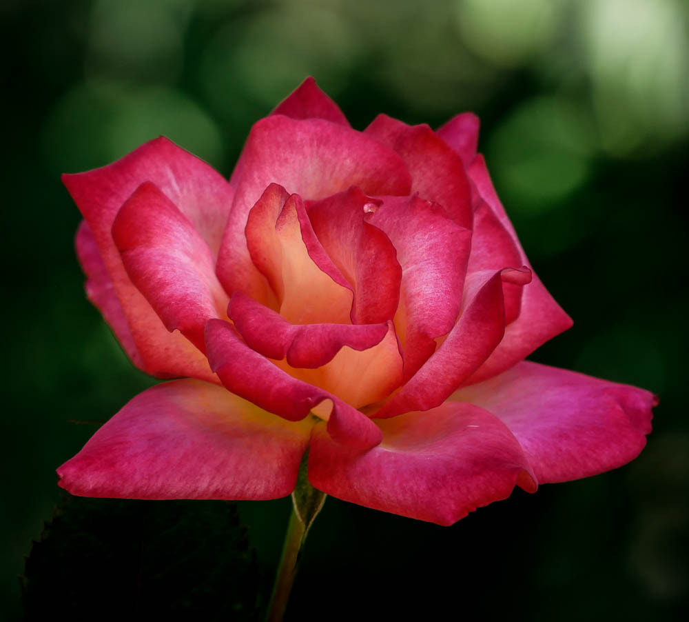 Panasonic Lumix DMC-GX85 (Lumix DMC-GX80 / Lumix DMC-GX7 Mark II) sample photo. Rose aglow with tear ii (of ) photography