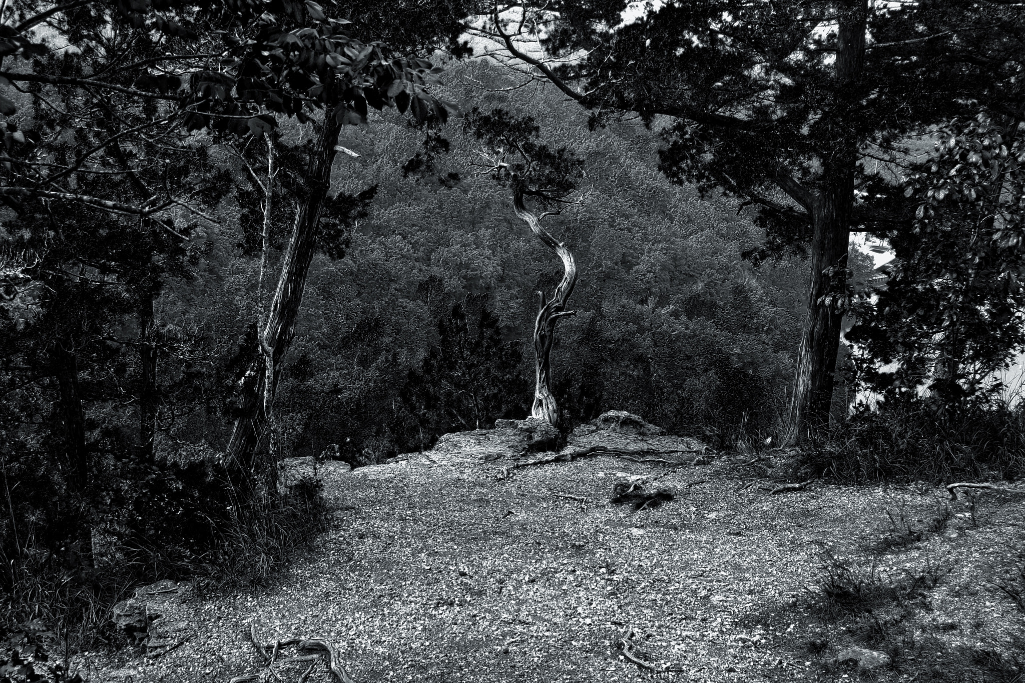 Canon EOS 1000D (EOS Digital Rebel XS / EOS Kiss F) sample photo. Trees on the cliff edge photography