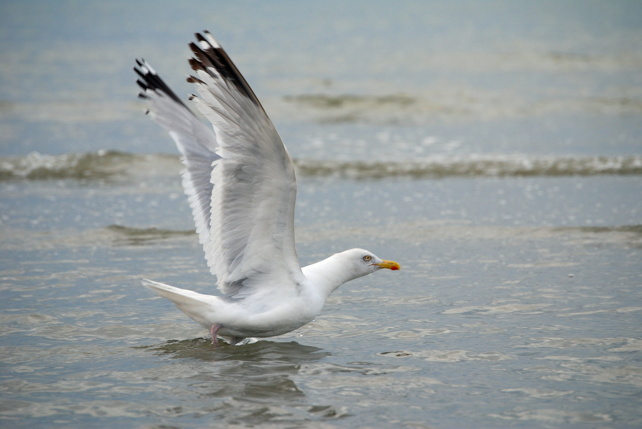 Nikon D80 sample photo. Goeland prend son élan photography