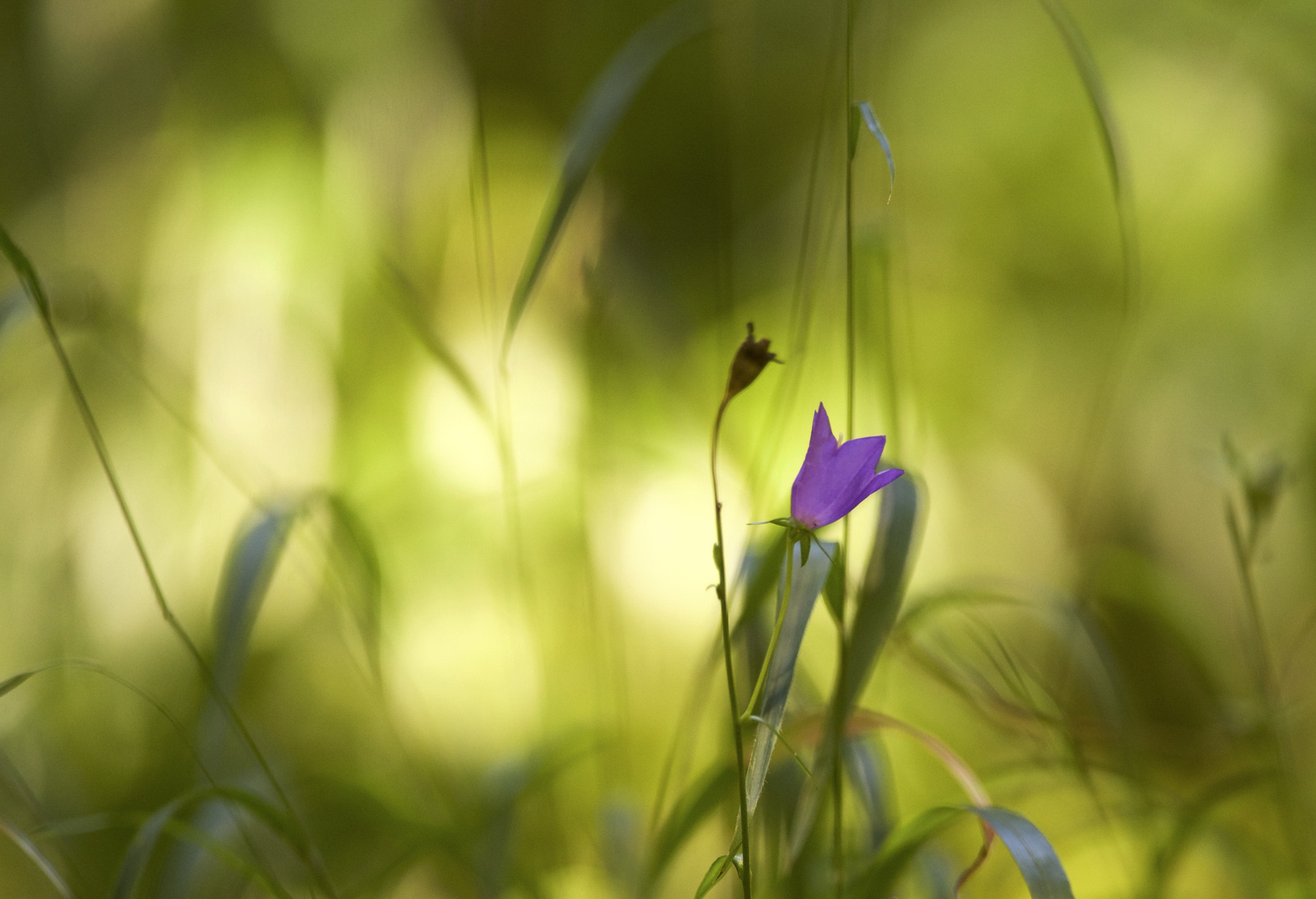 Canon EF 300mm F2.8L IS II USM sample photo. Light shining photography