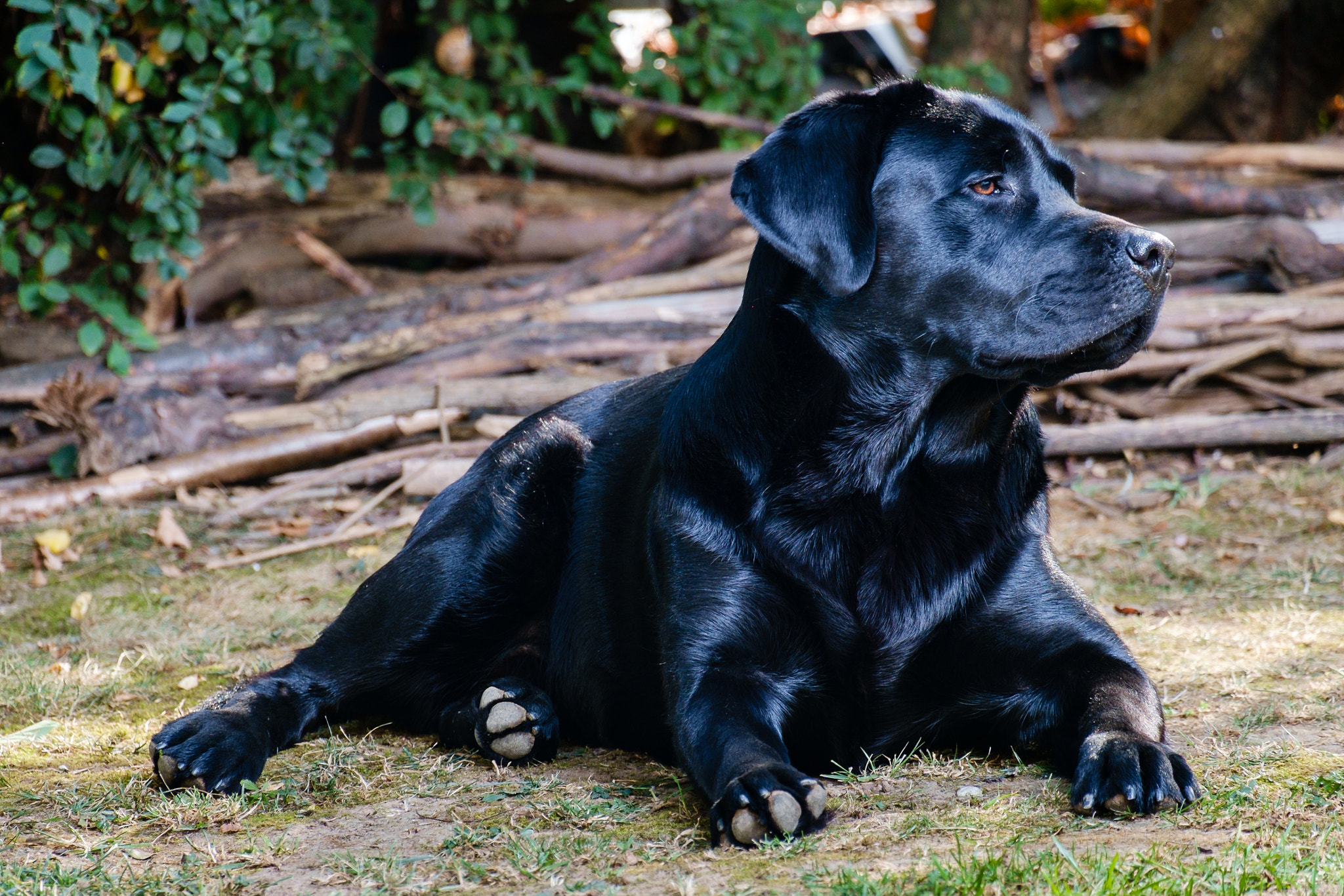 Fujifilm X-Pro1 + Fujifilm XC 50-230mm F4.5-6.7 OIS sample photo. Loki photography