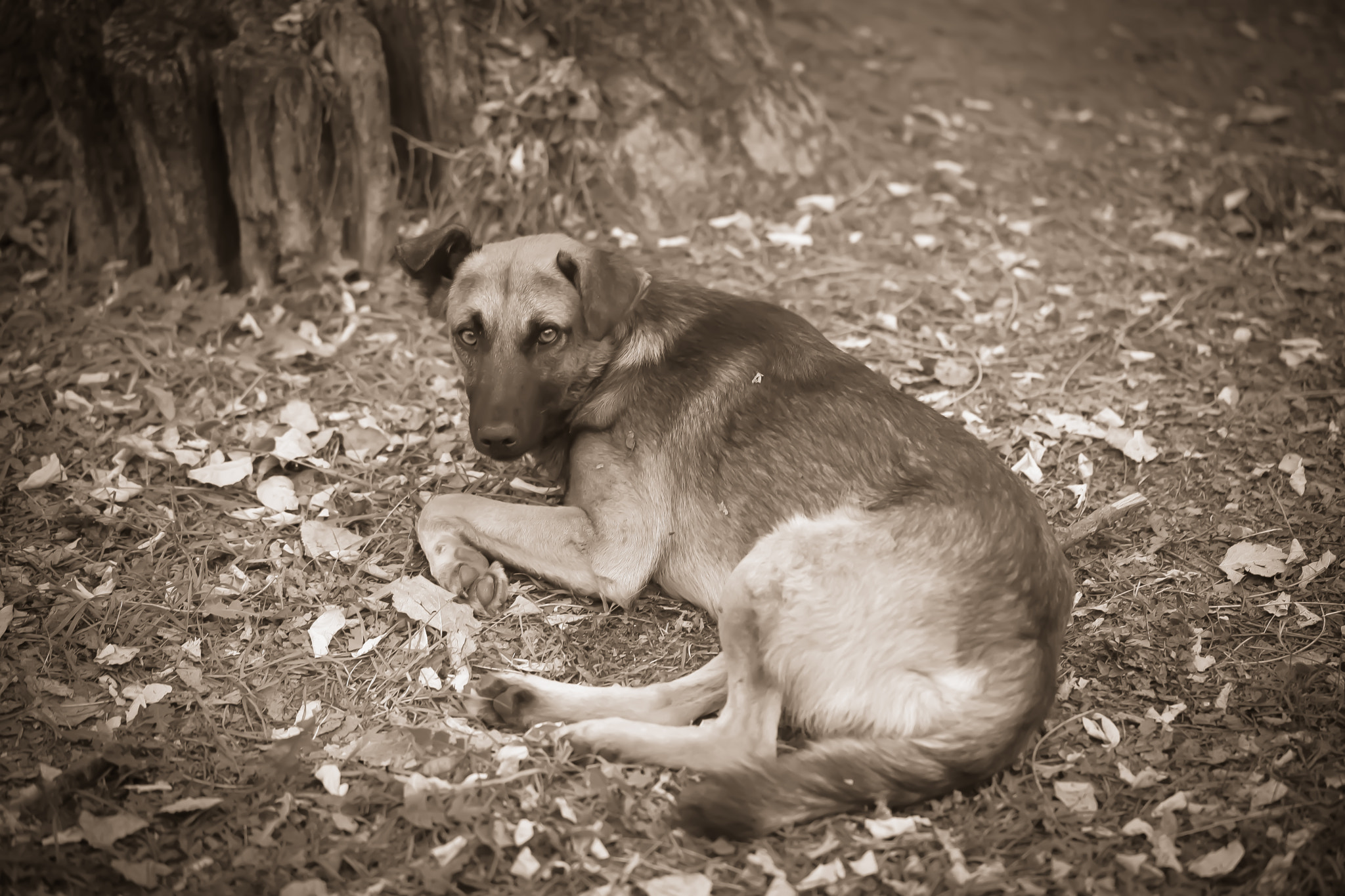 Canon EF 100mm F2.8L Macro IS USM sample photo. Dog photography