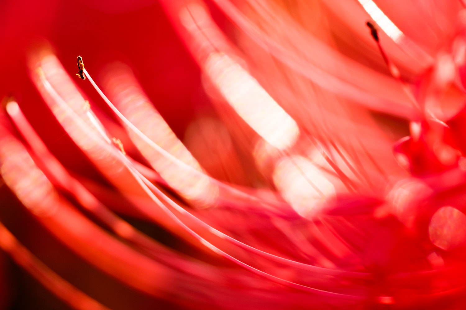 Canon EF 180mm F3.5L Macro USM sample photo. Cluster amaryllis photography